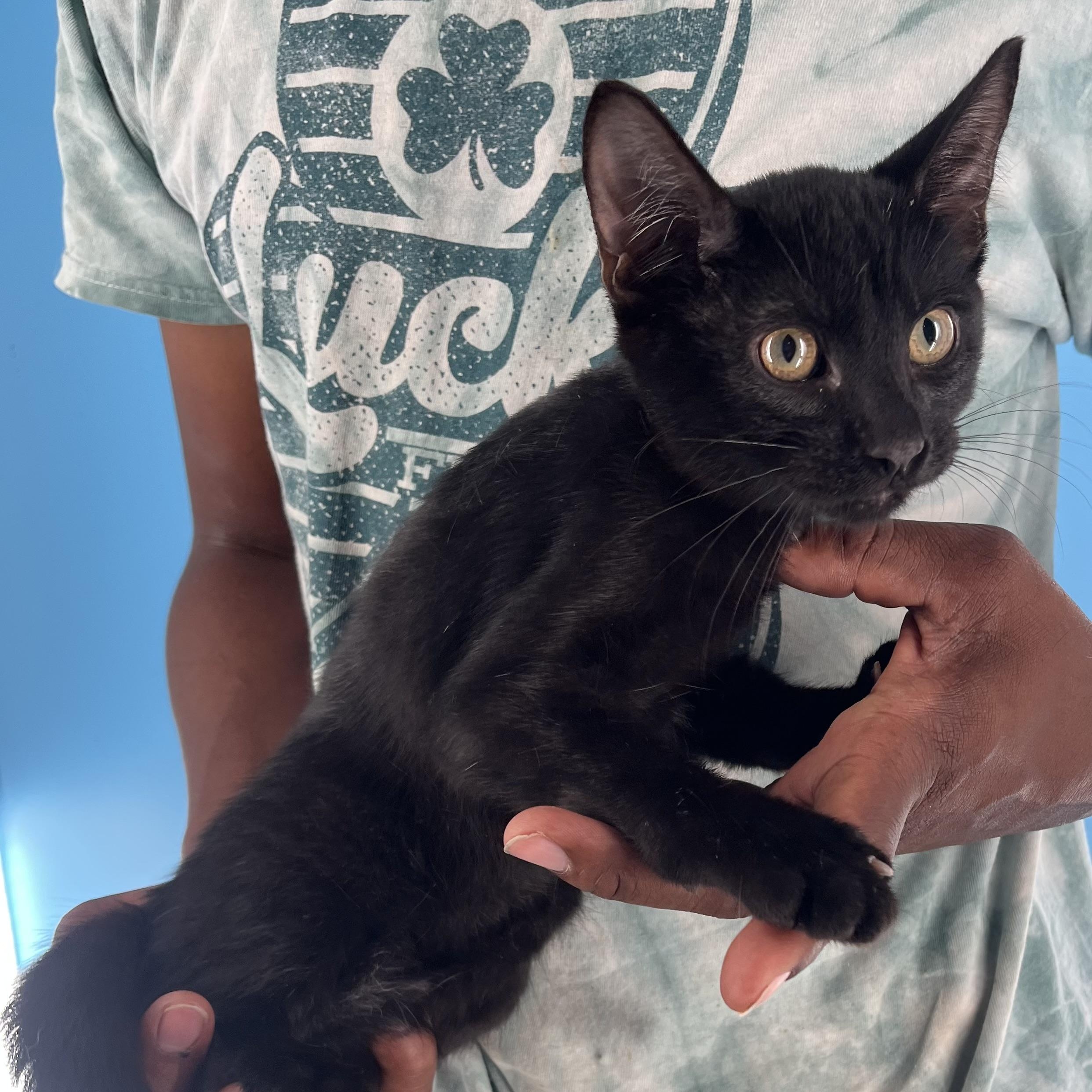 Licorice - July 25-27 photo 5