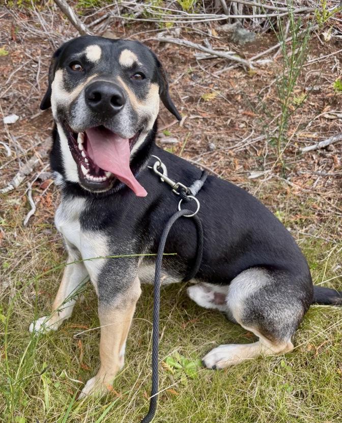Enlarge Chance, a Adopted mixed breed in Waldport, OR image 2/2