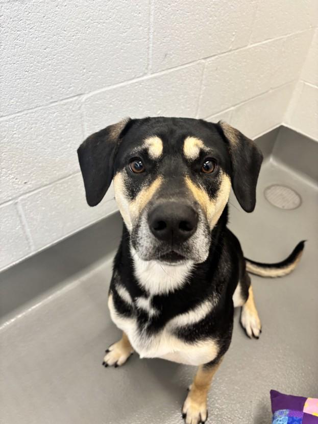 Enlarge Chance, a Adopted mixed breed in Waldport, OR image 1/2