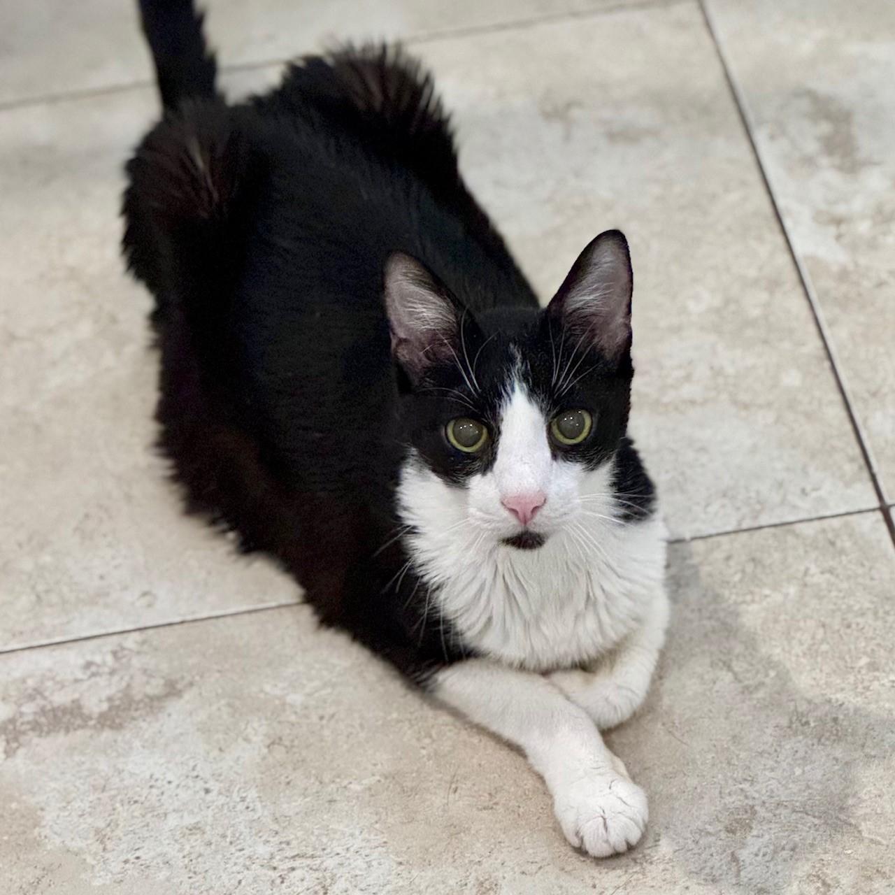 Happy Feet, an adoptable Domestic Short Hair in Hilton Head Island, SC, 29925 | Photo Image 1