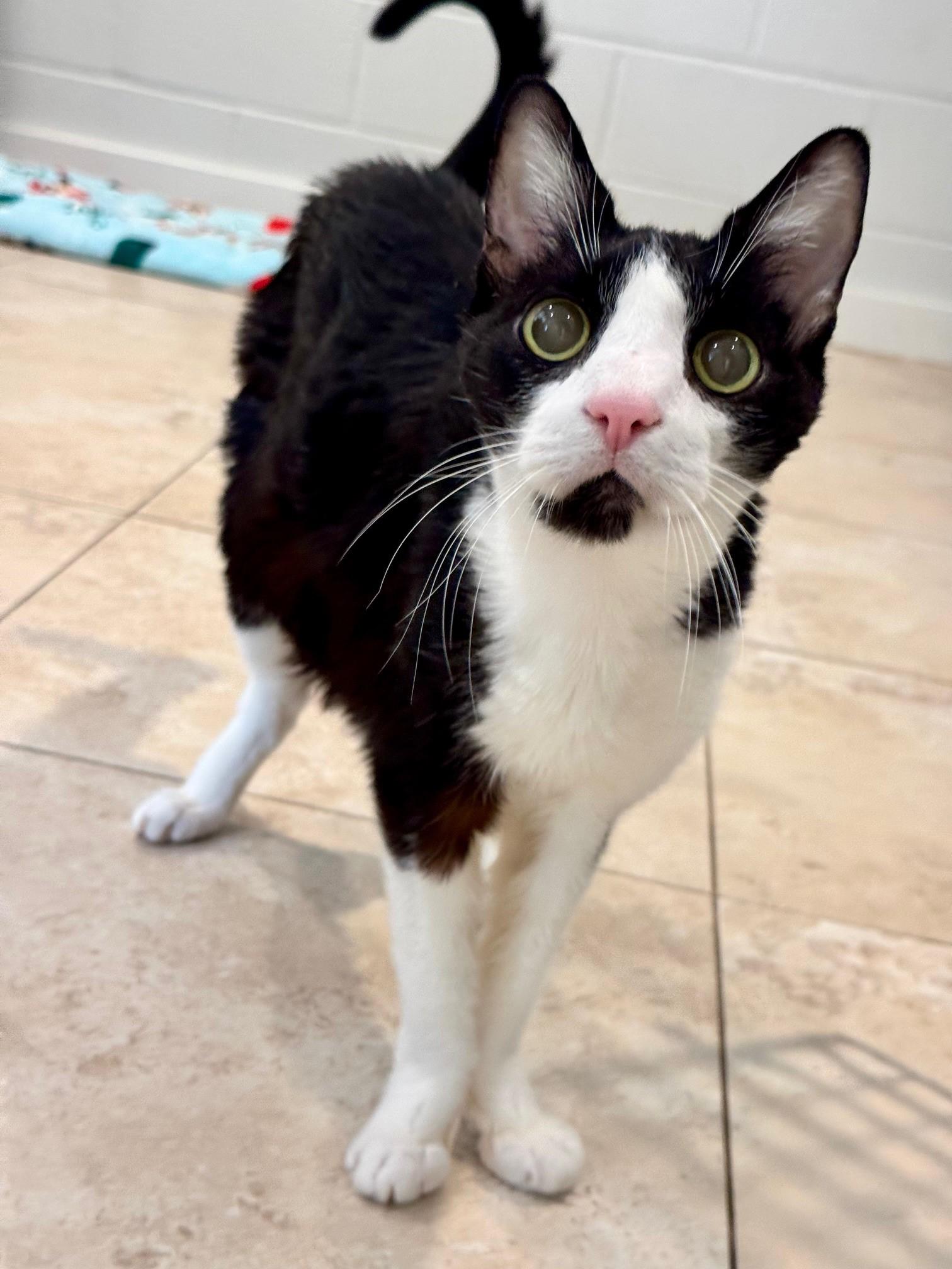Happy Feet, an adoptable Domestic Short Hair in Hilton Head Island, SC, 29925 | Photo Image 2