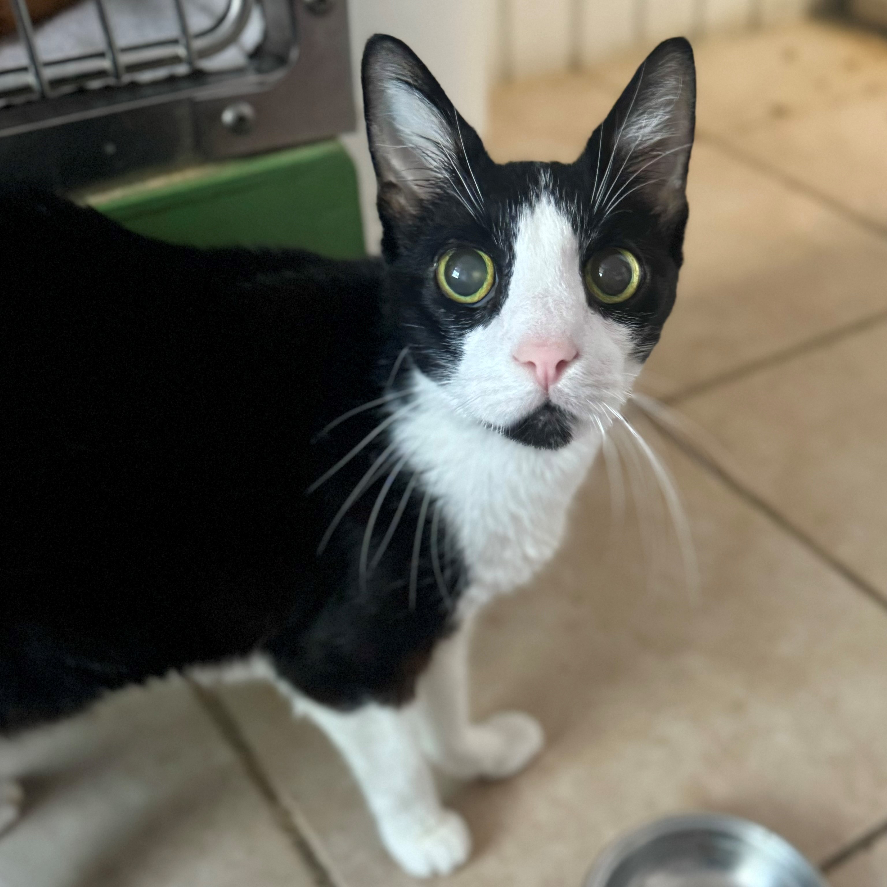 Cat for adoption Happy Feet, a Domestic Short Hair in Hilton Head