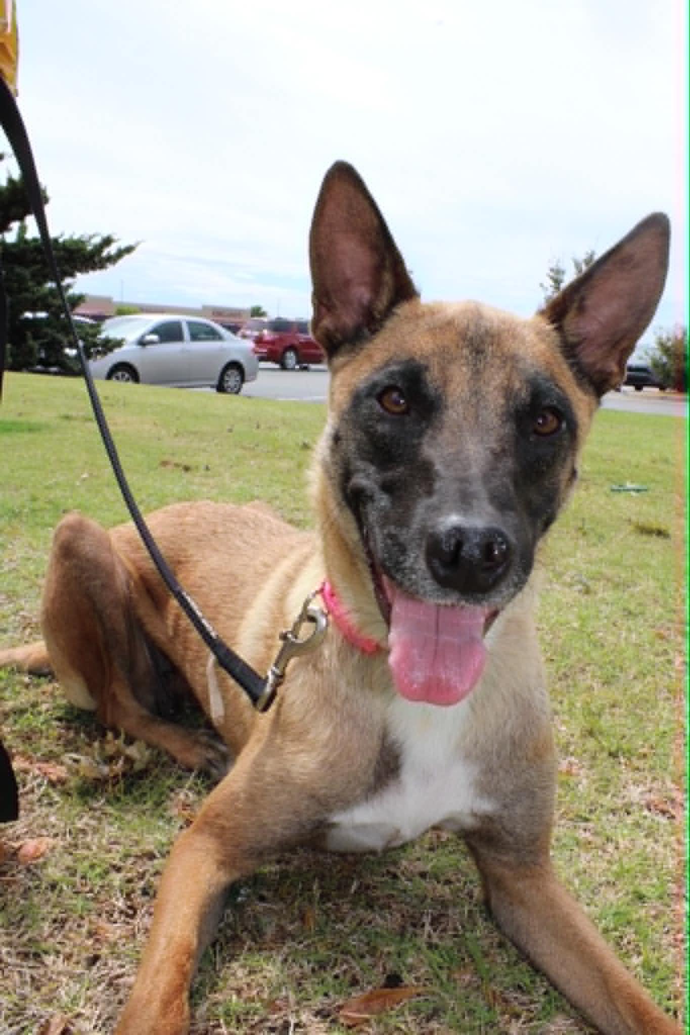 Enlarge Athena, a Adoptable Belgian Shepherd / Malinois in Piedmont, OK image 1/3