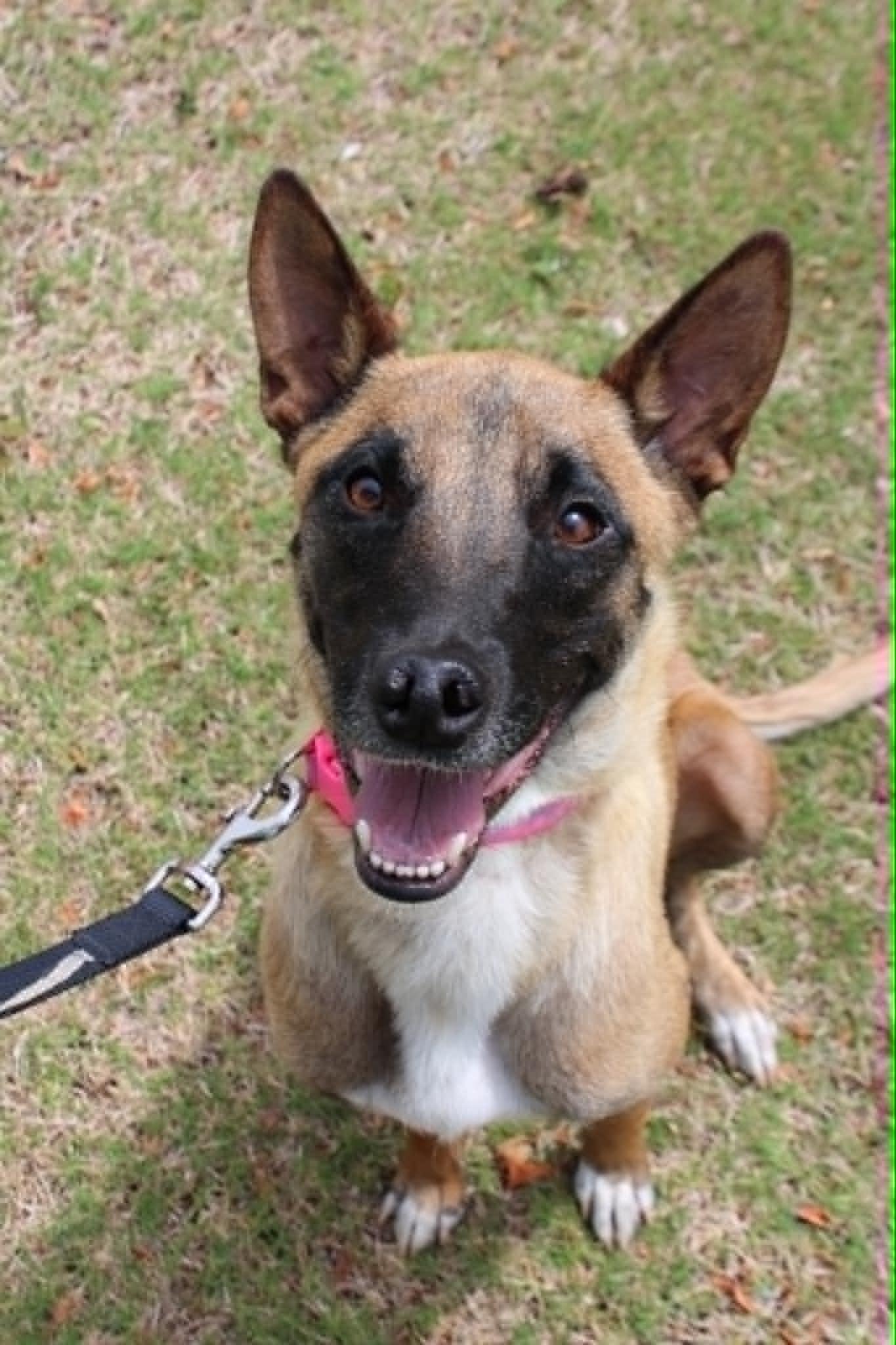 Enlarge Athena, a Adoptable Belgian Shepherd / Malinois in Piedmont, OK image 2/3