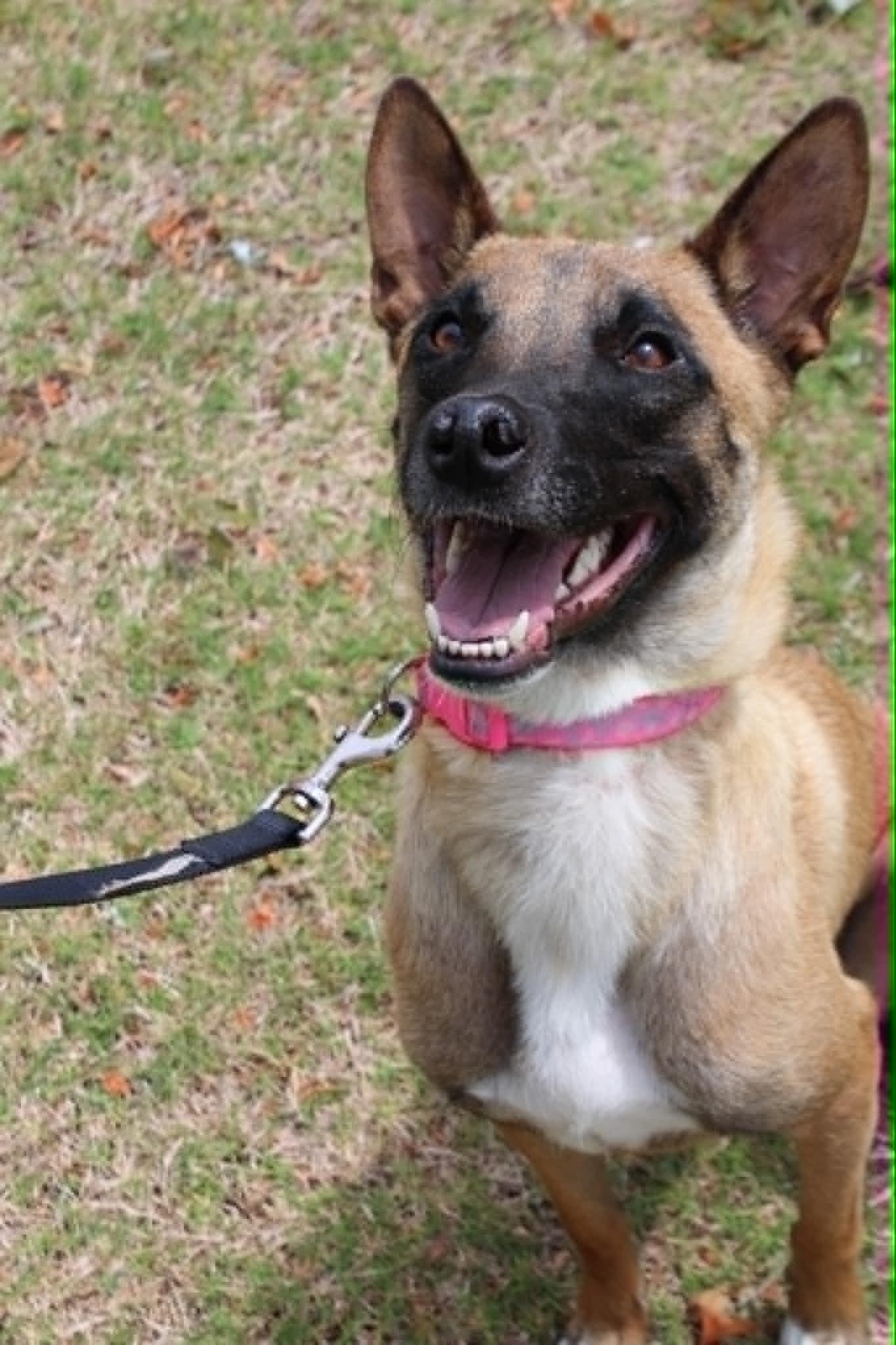 Enlarge Athena, a Adoptable Belgian Shepherd / Malinois in Piedmont, OK image 3/3
