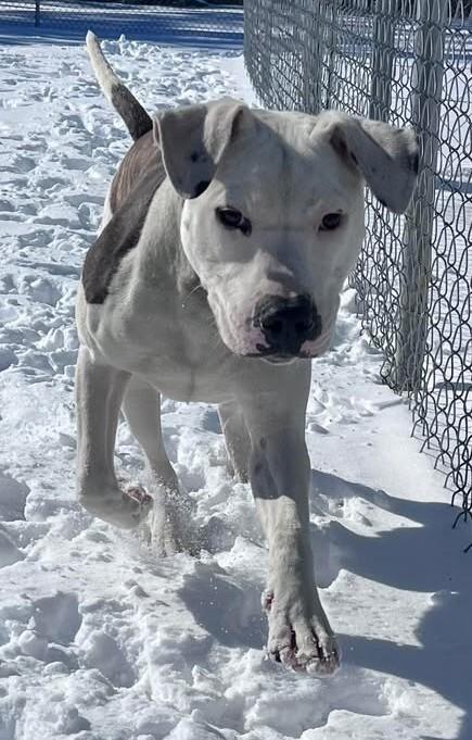 Enlarge Rusty, a Adoptable Pit Bull Terrier in Burgaw, NC image 2/5