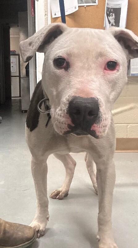 Enlarge Rusty, a Adoptable Pit Bull Terrier in Burgaw, NC image 5/5