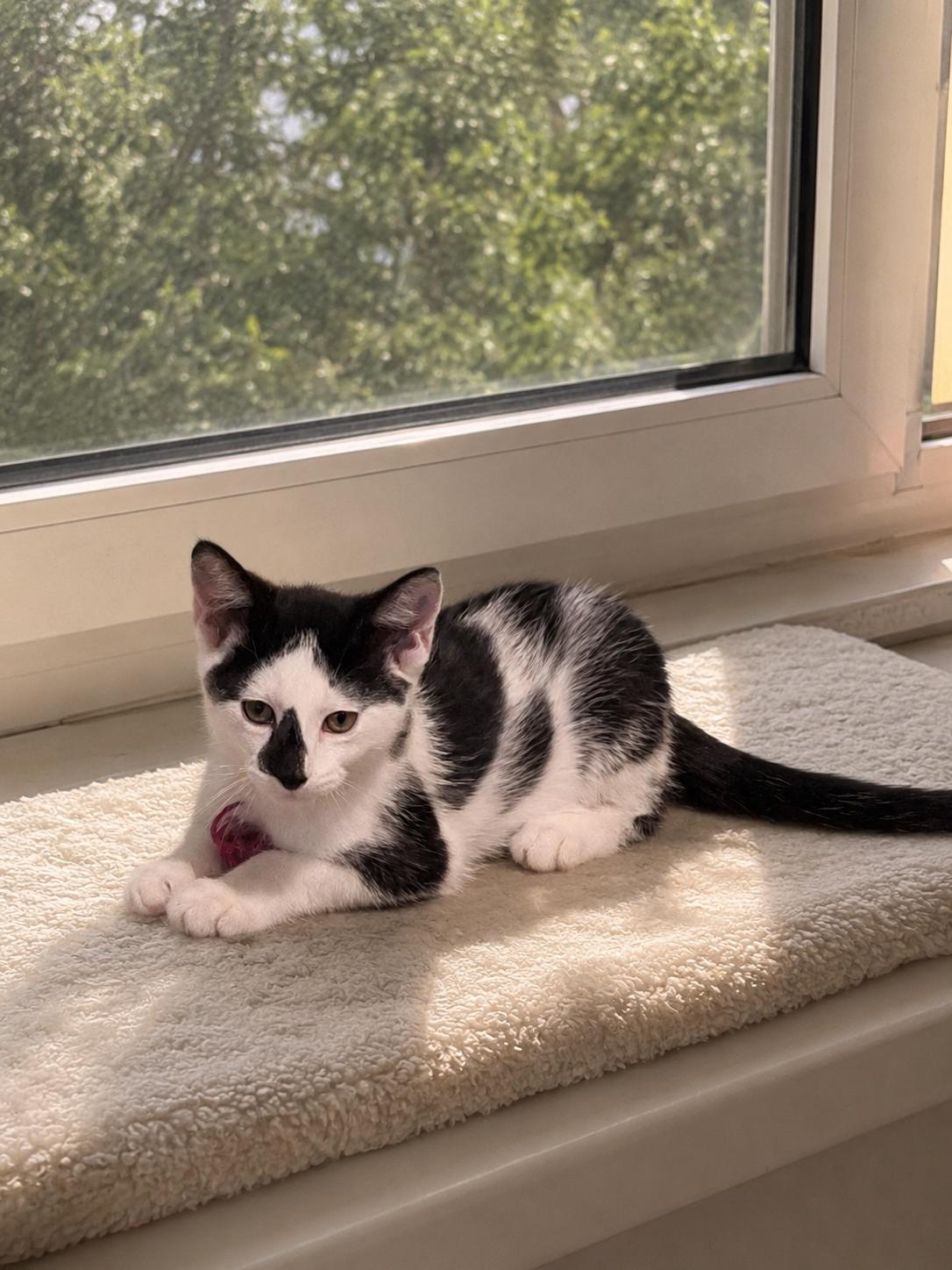 Springer, ADOPTABLE, Kitten Male Domestic Short Hair.