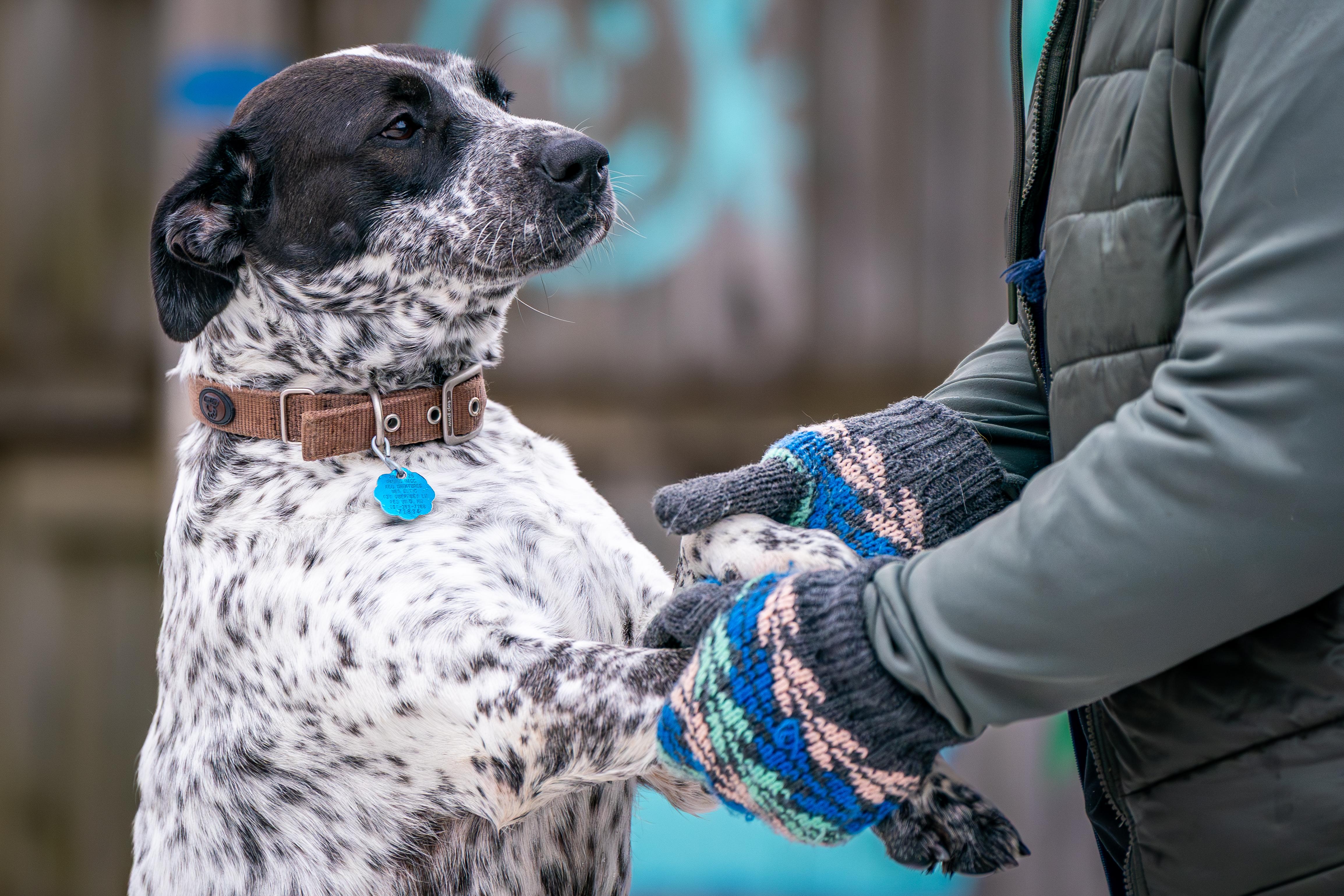 Enlarge Squeakers, a ADOPTABLE mixed breed in Red Wing, MN image 4/6