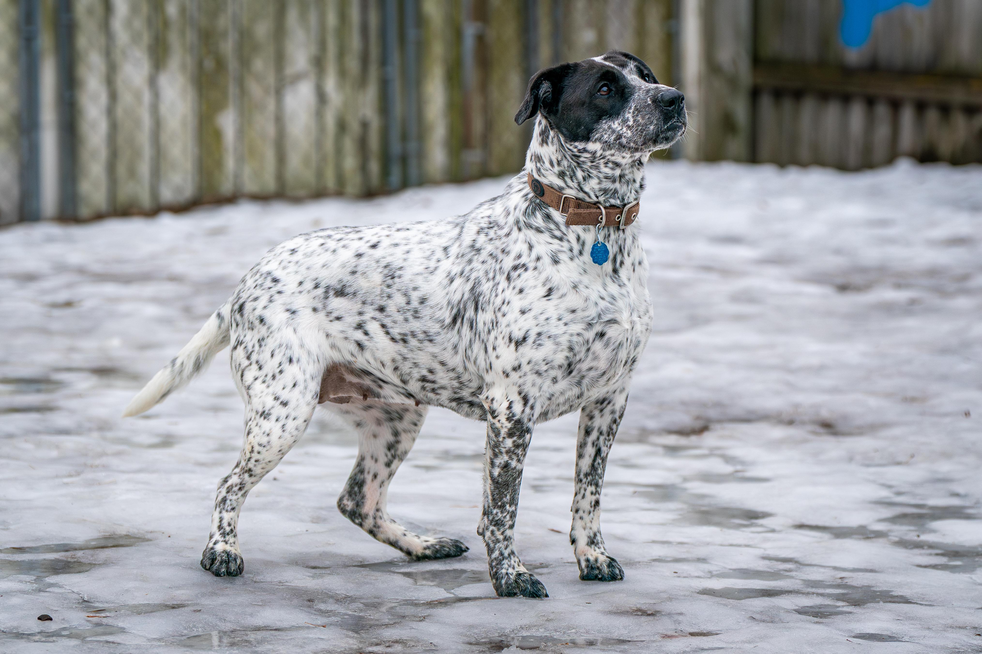 Enlarge Squeakers, a ADOPTABLE mixed breed in Red Wing, MN image 5/6