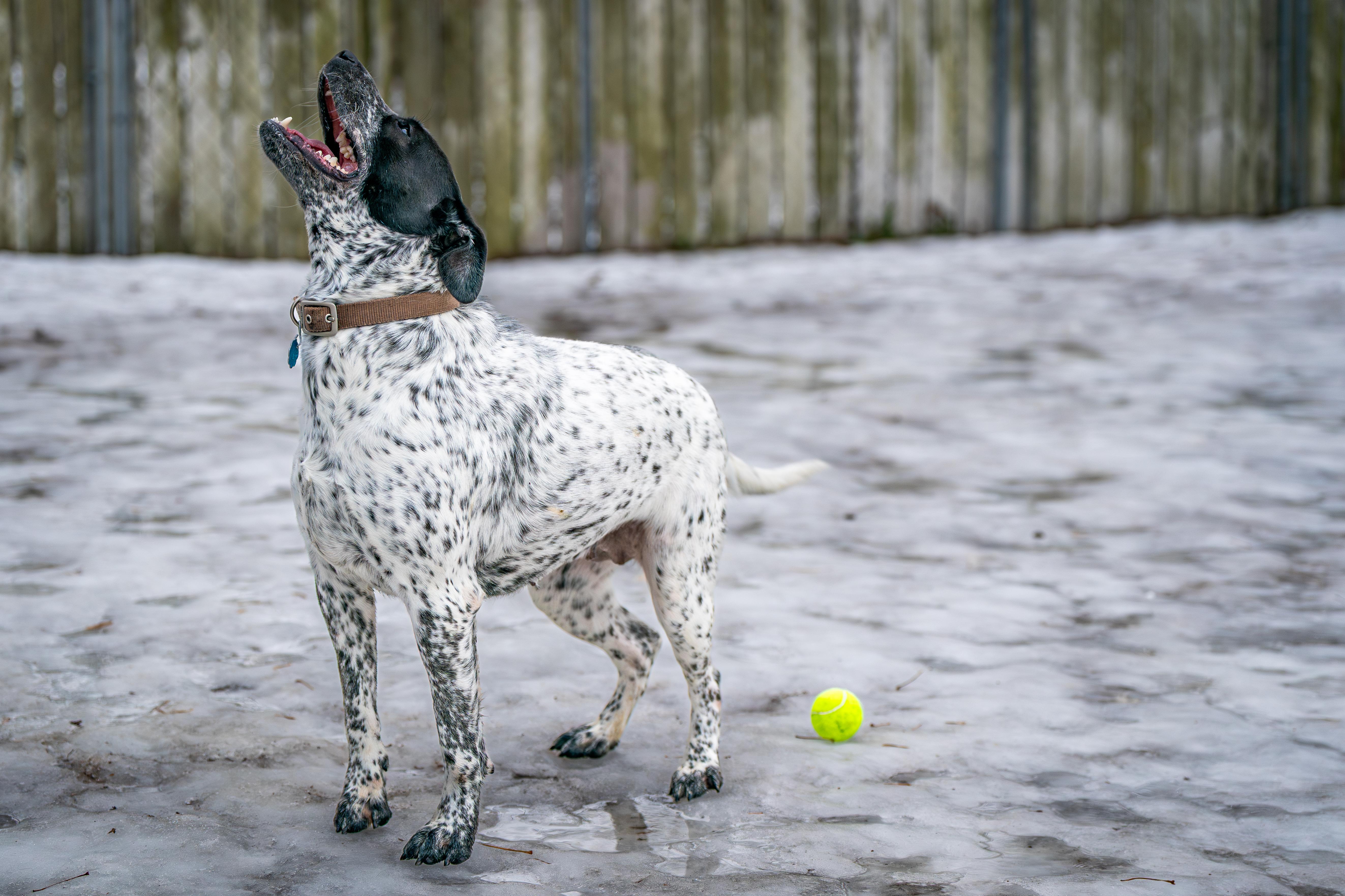 Enlarge Squeakers, a ADOPTABLE mixed breed in Red Wing, MN image 3/6