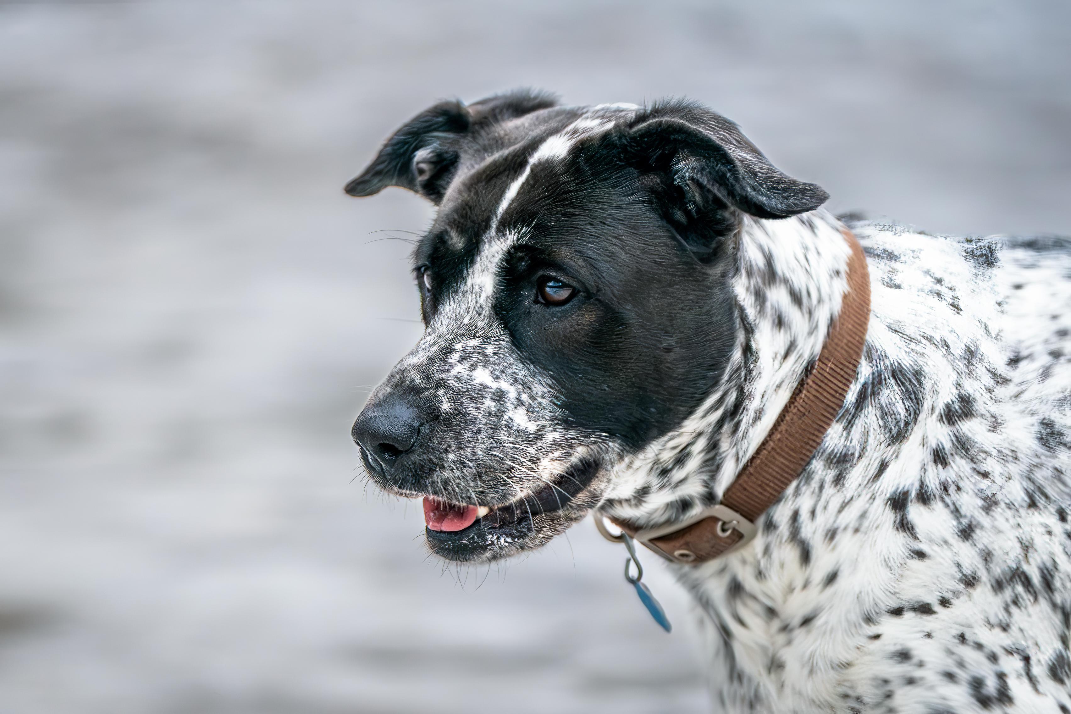 Squeakers, ADOPTABLE, Adult Female Pointer & Australian Cattle Dog / Blue Heeler.