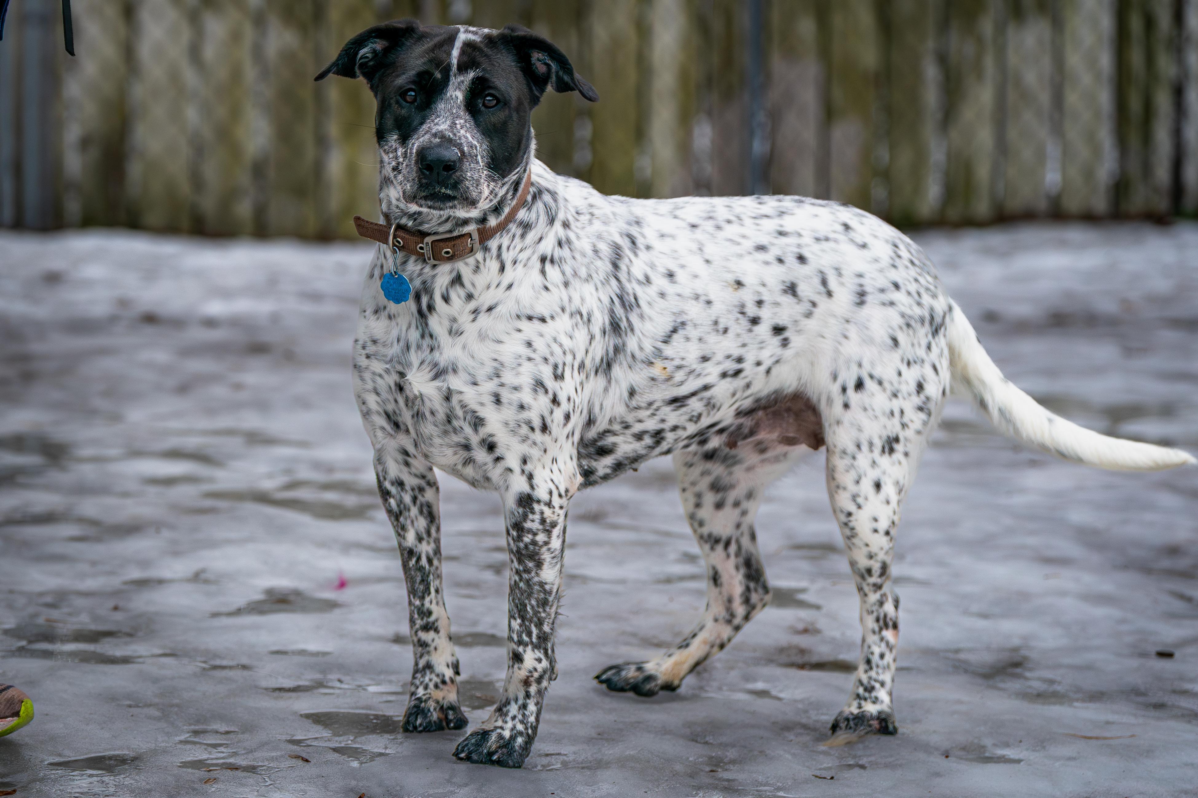 Enlarge Squeakers, a ADOPTABLE mixed breed in Red Wing, MN image 2/6