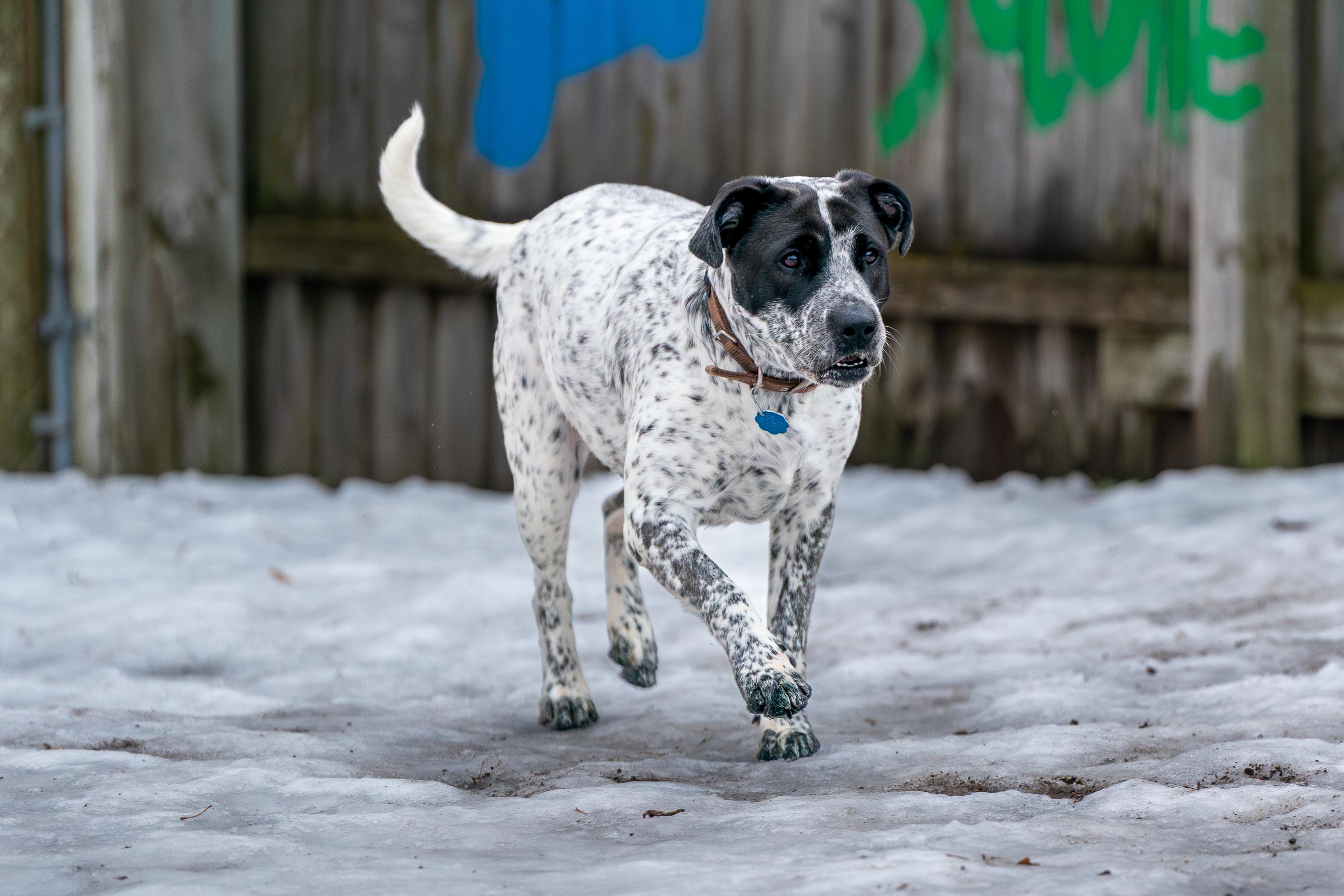 Enlarge Squeakers, a ADOPTABLE mixed breed in Red Wing, MN image 6/6