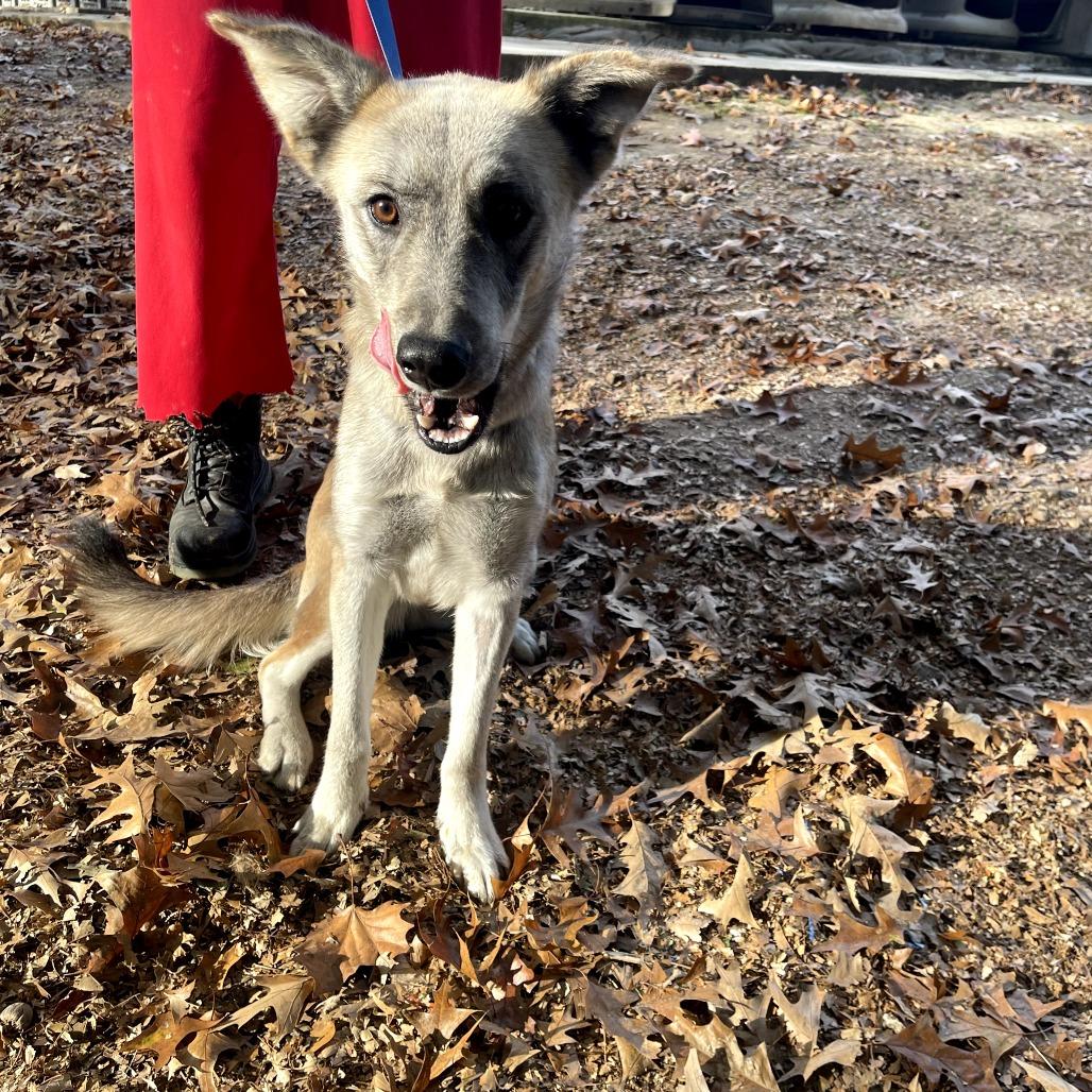Jasmine "Nova", Adoptable, Adult Female Shepherd.