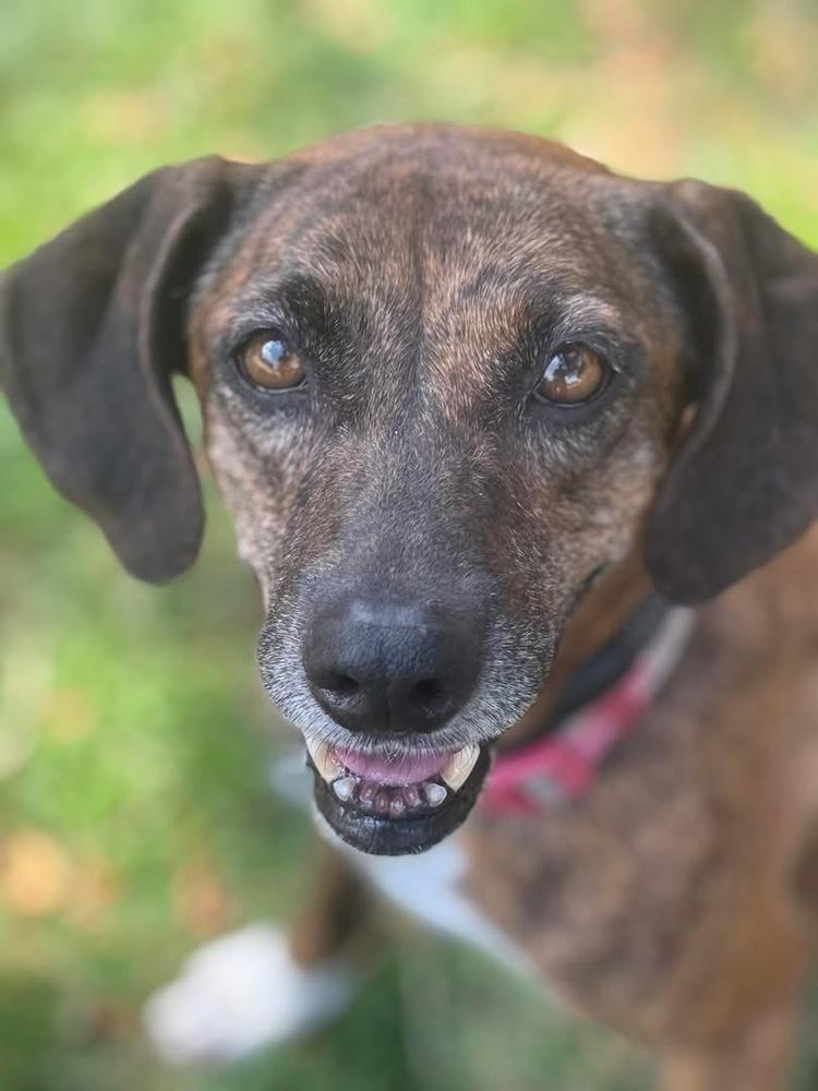Enlarge Daisy, a Adoptable mixed breed in Denver, CO image 1/6