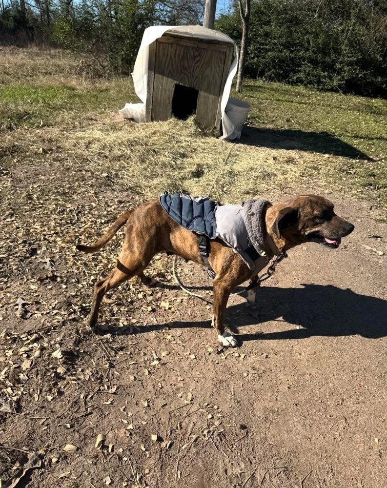 Enlarge Daisy, a Adoptable mixed breed in Denver, CO image 3/6