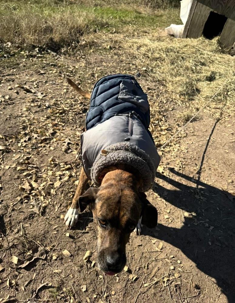 Enlarge Daisy, a Adoptable mixed breed in Denver, CO image 4/6