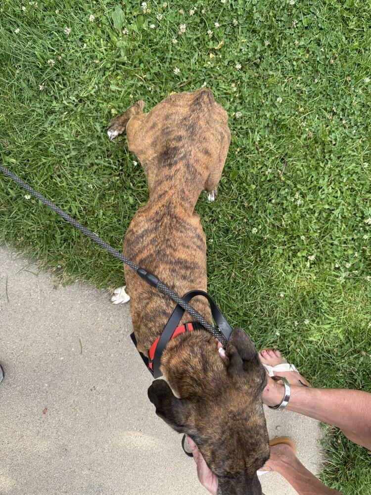 Enlarge Daisy, a Adoptable mixed breed in Denver, CO image 5/6