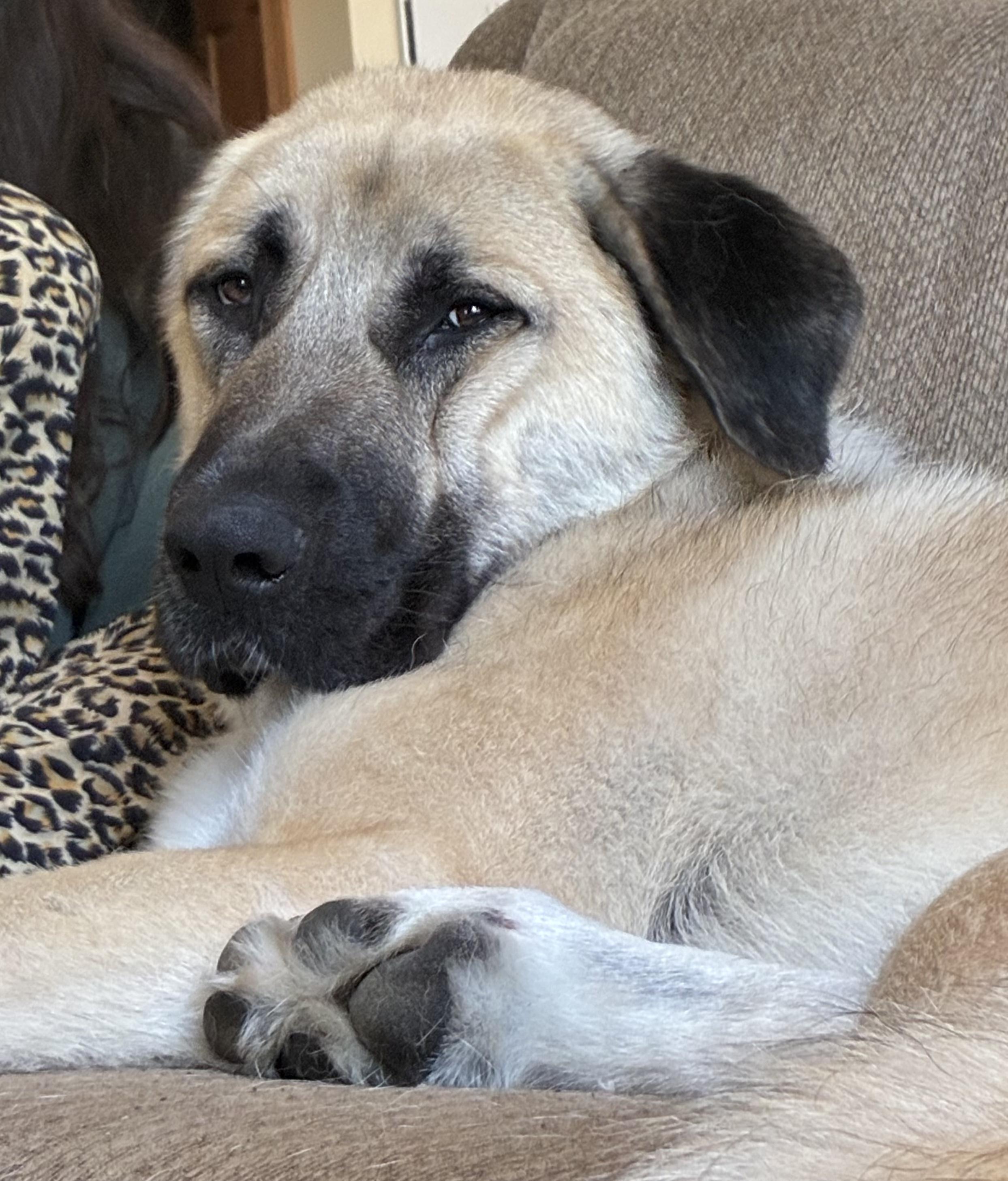 O'Malley, a ADOPTABLE Anatolian Shepherd in Joliet, IL image 2/5