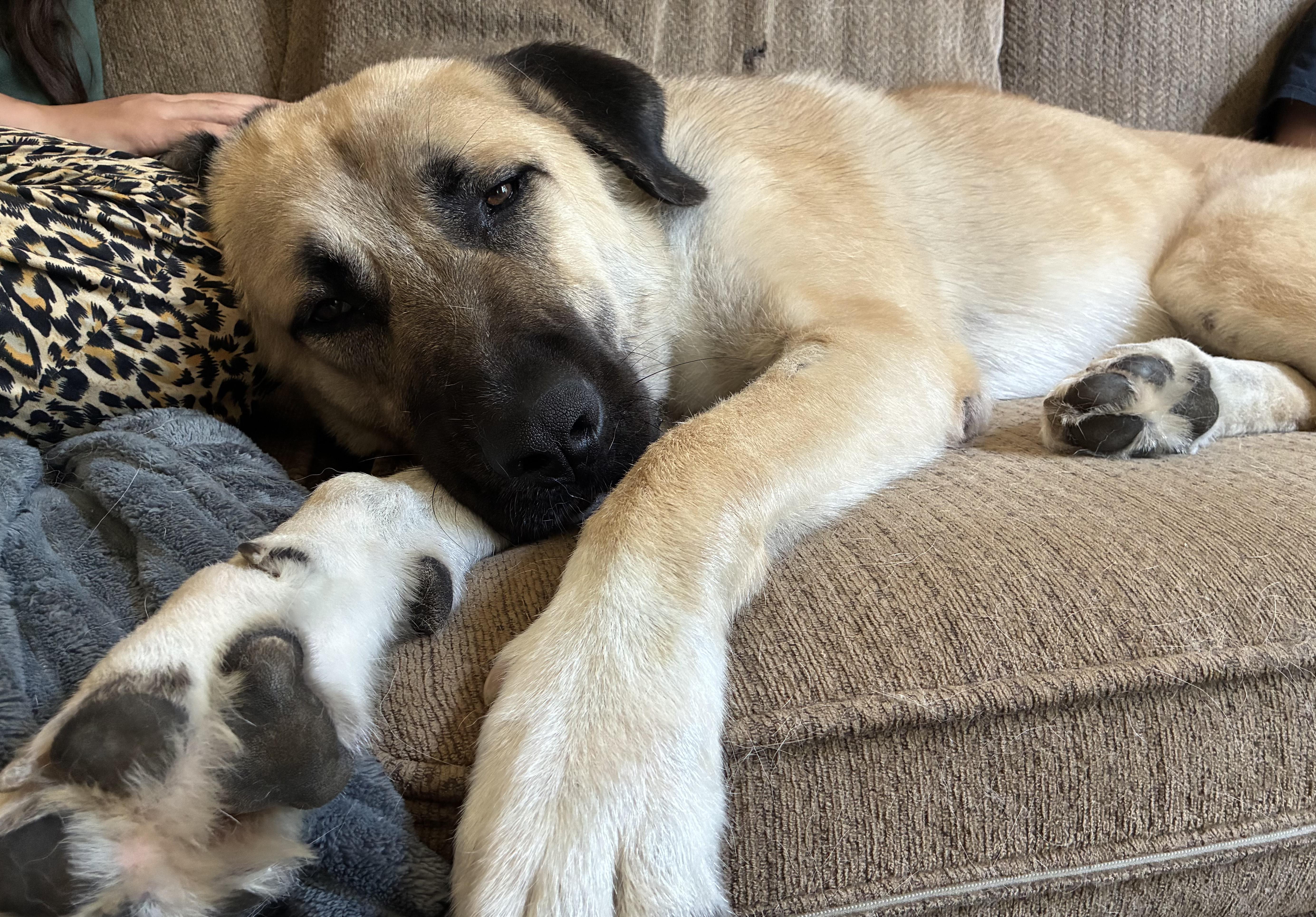 O'Malley, a ADOPTABLE Anatolian Shepherd in Joliet, IL image 3/5