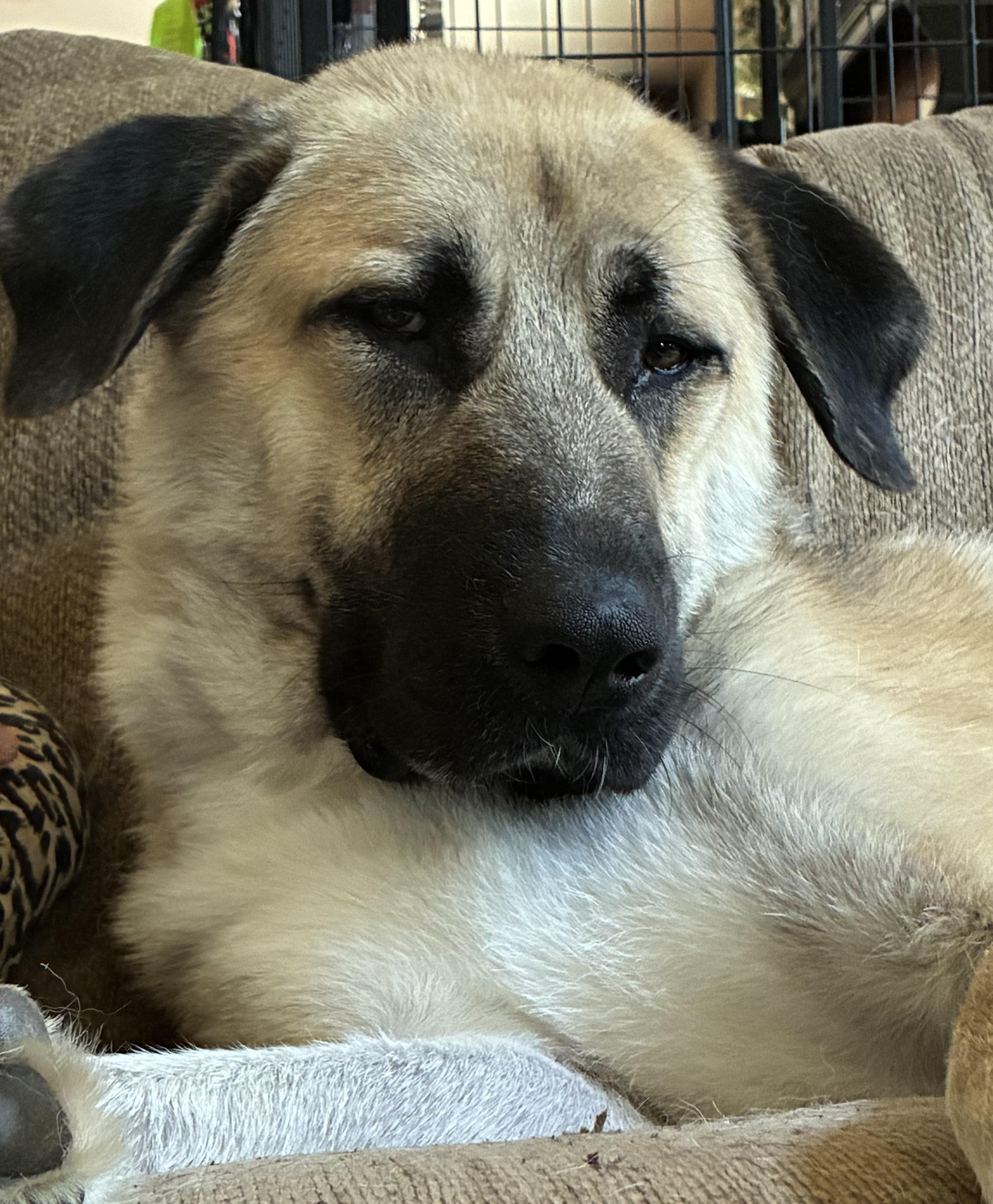 O'Malley, a ADOPTABLE Anatolian Shepherd in Joliet, IL image 5/5