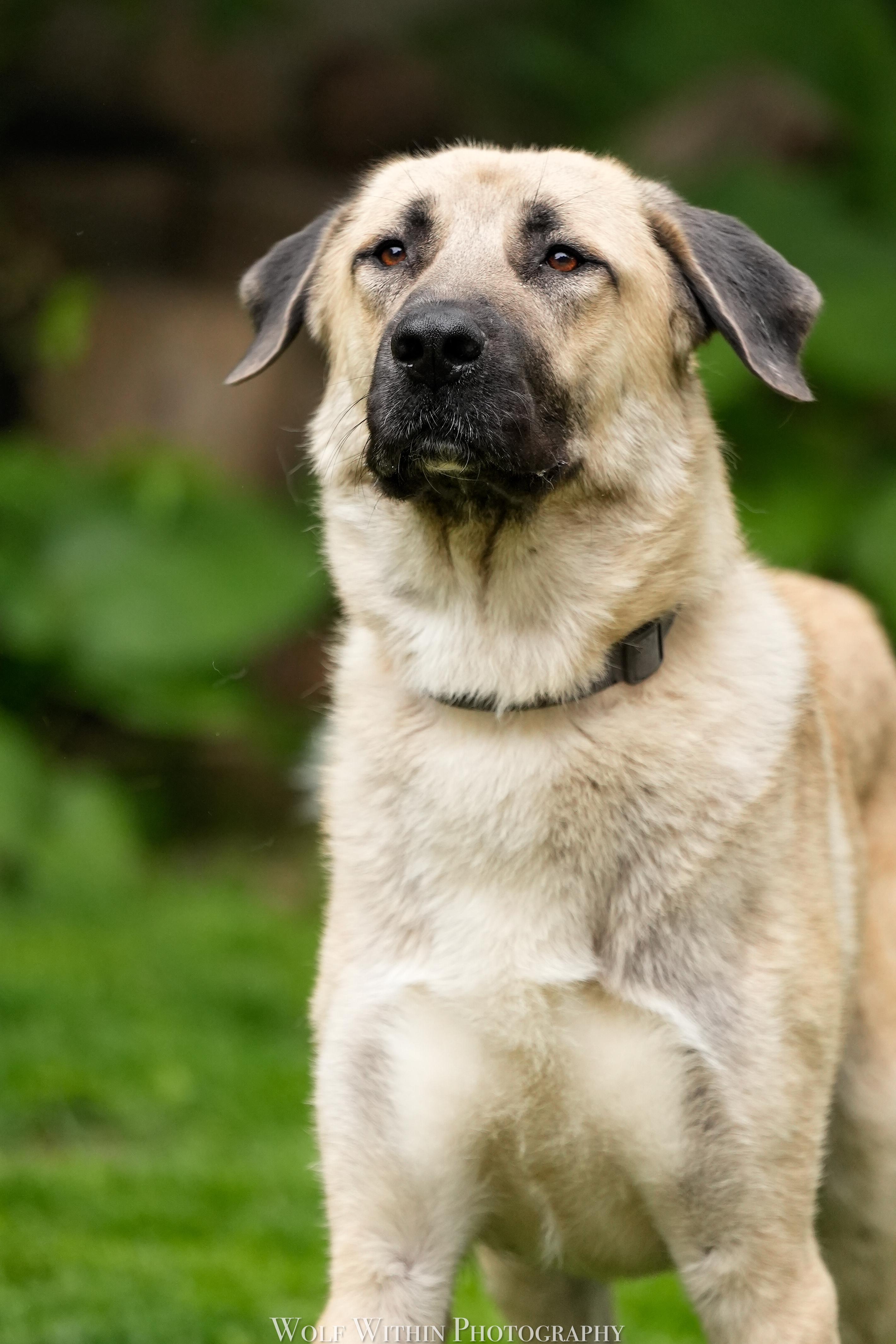 O'Malley, ADOPTABLE, Young Male Anatolian Shepherd.