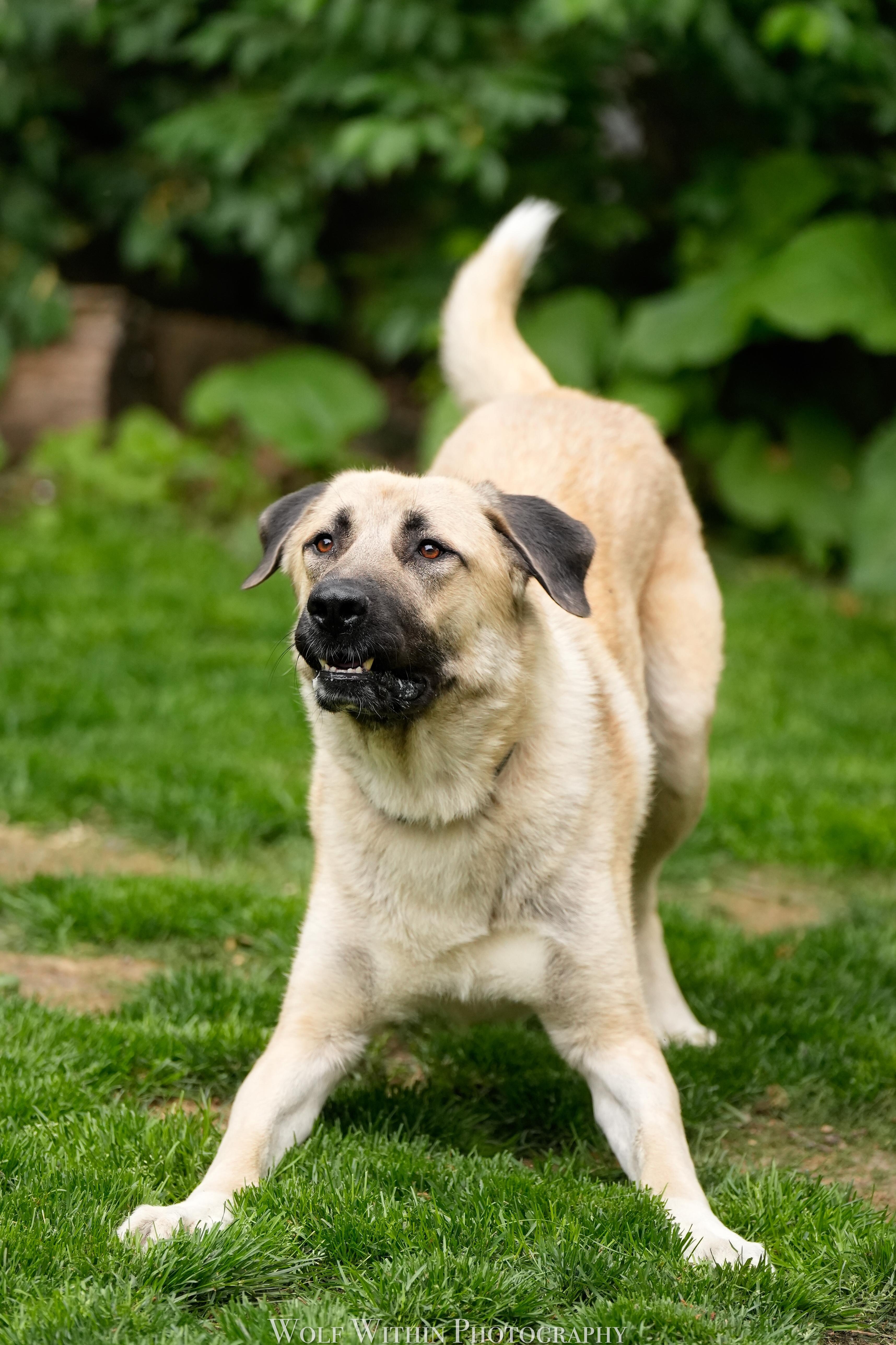 O'Malley, a ADOPTABLE Anatolian Shepherd in Joliet, IL image 4/5