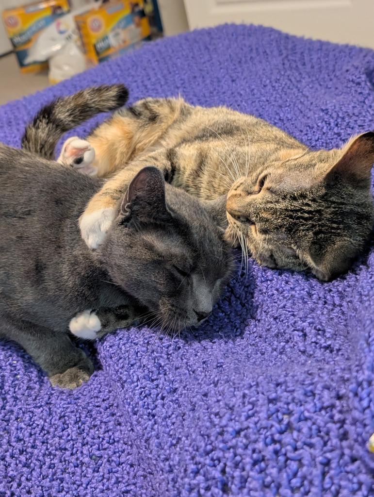 Enlarge Sonic, a Adoptable mixed breed in Evans, GA image 2/5