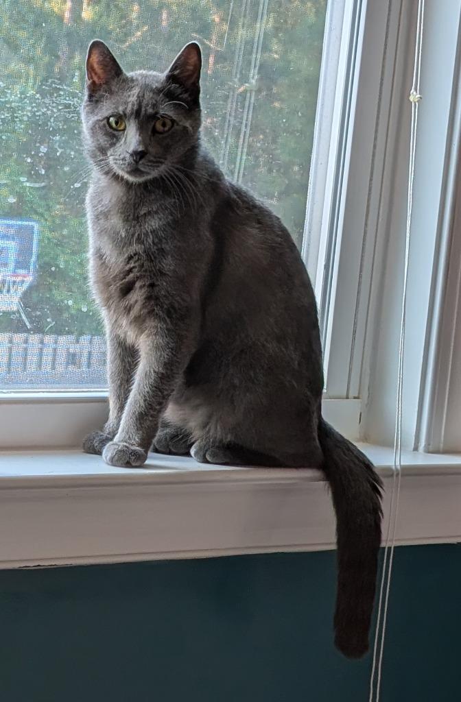 Enlarge Sonic, a Adoptable mixed breed in Evans, GA image 3/5