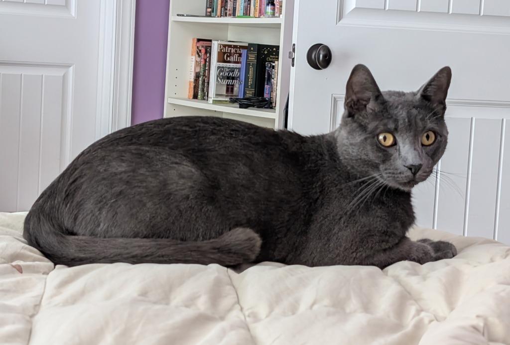 Enlarge Sonic, a Adoptable mixed breed in Evans, GA image 4/5