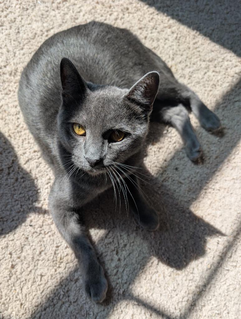 Enlarge Sonic, a Adoptable mixed breed in Evans, GA image 5/5