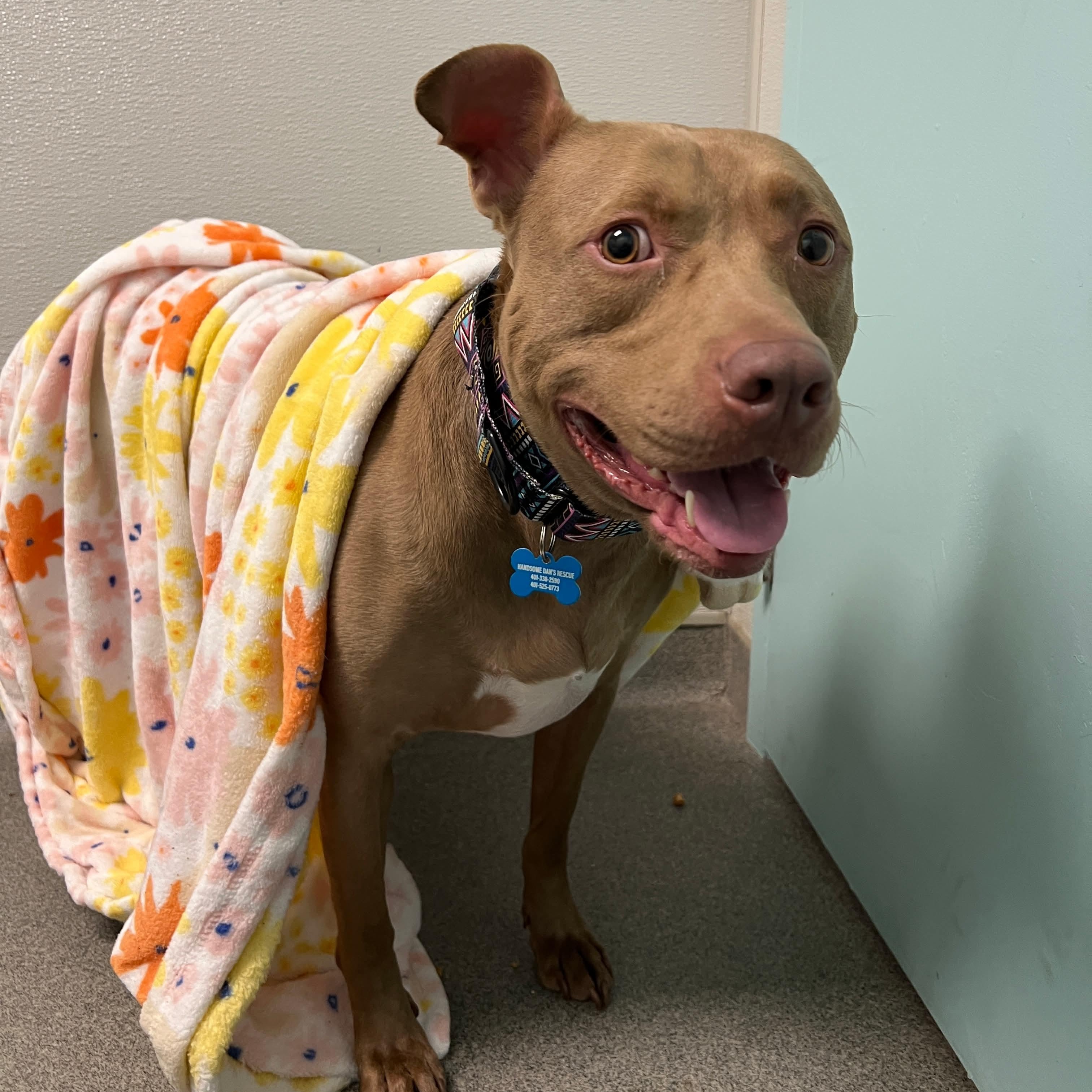 Hershey, Adoptable, Adult Male Pit Bull Terrier & American Staffordshire Terrier.