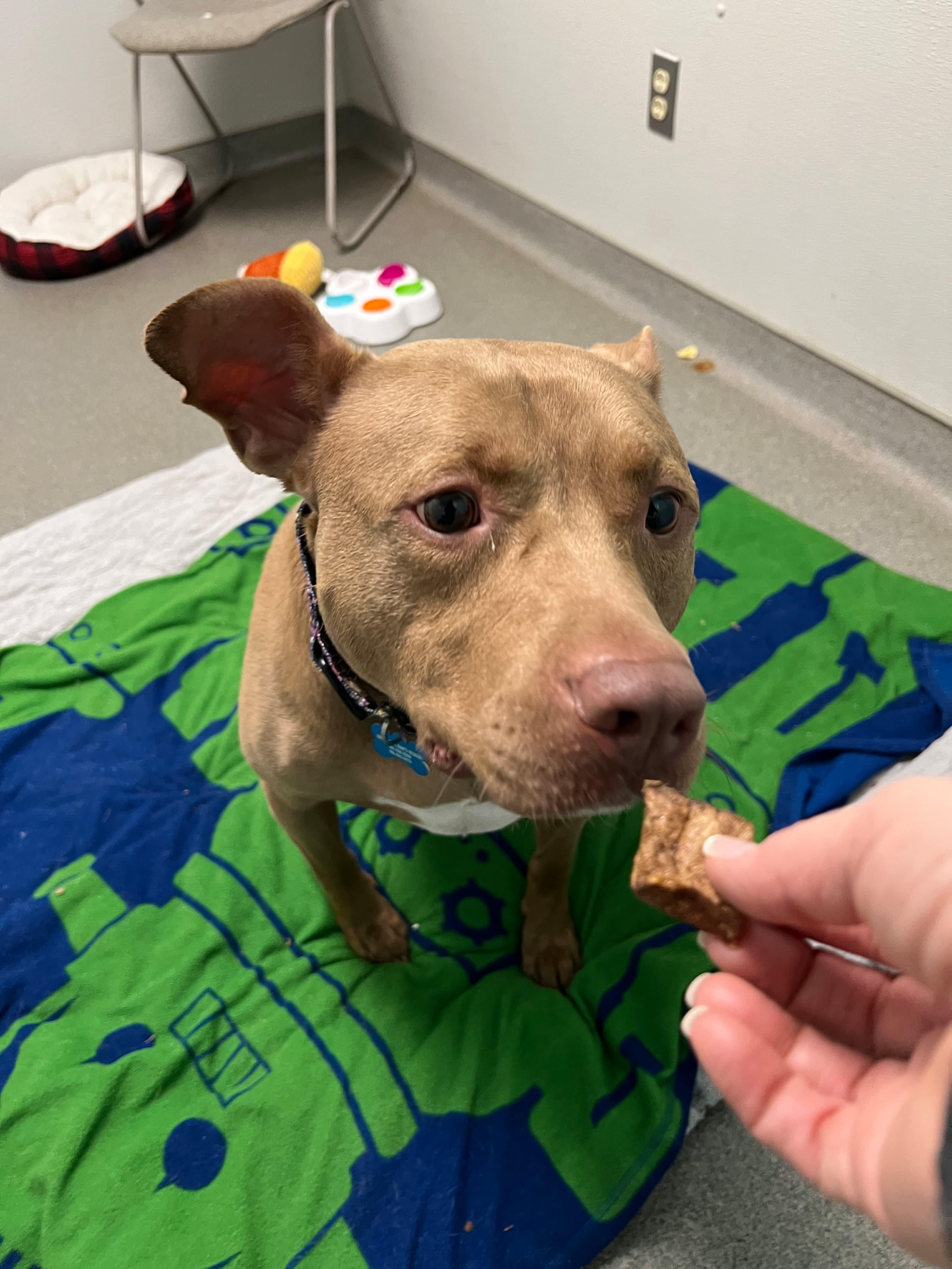 Enlarge Hershey, a Adoptable mixed breed in Cranston, RI image 4/6