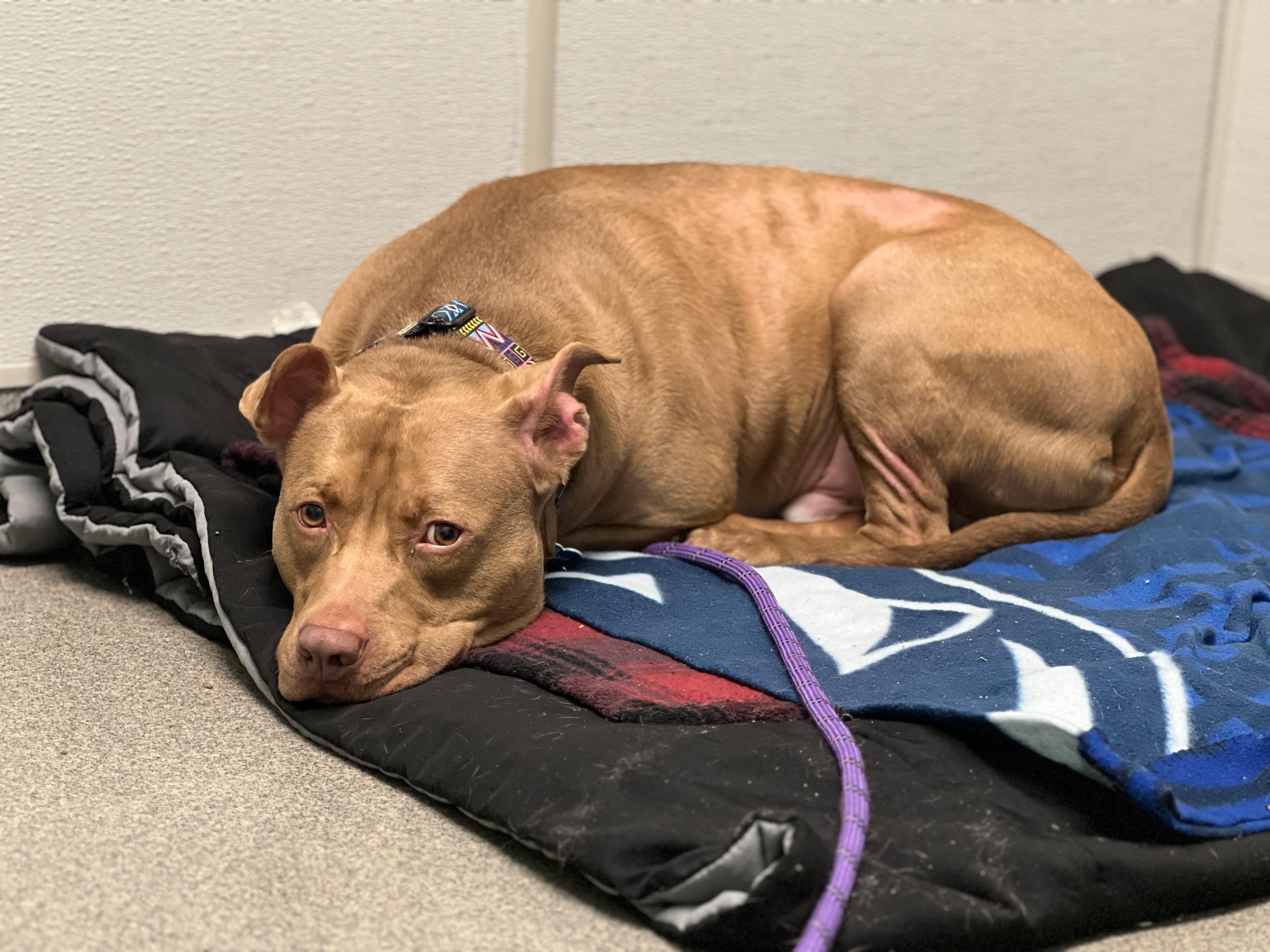 Enlarge Hershey, a Adoptable mixed breed in Cranston, RI image 5/6