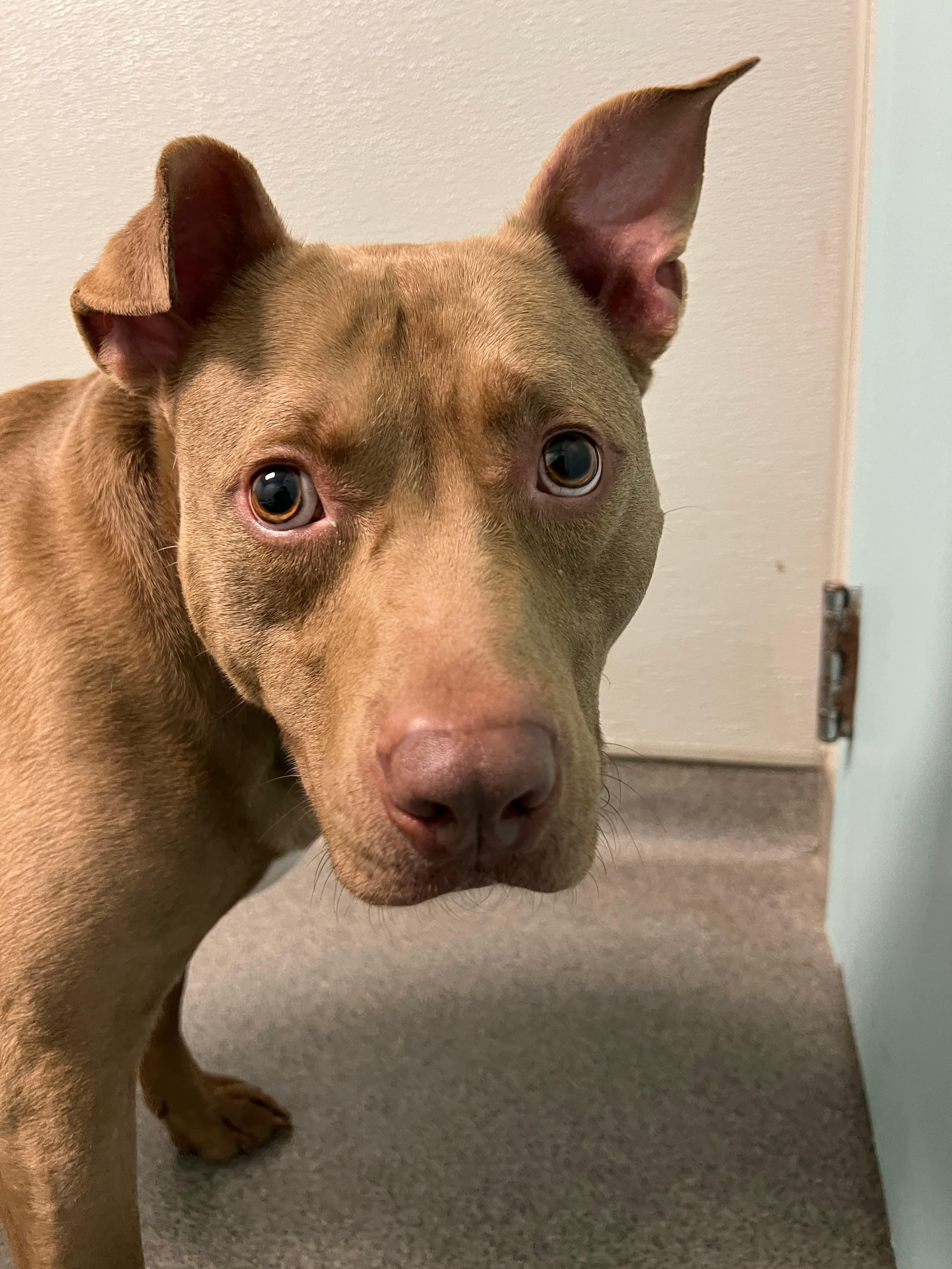 Enlarge Hershey, a Adoptable mixed breed in Cranston, RI image 6/6