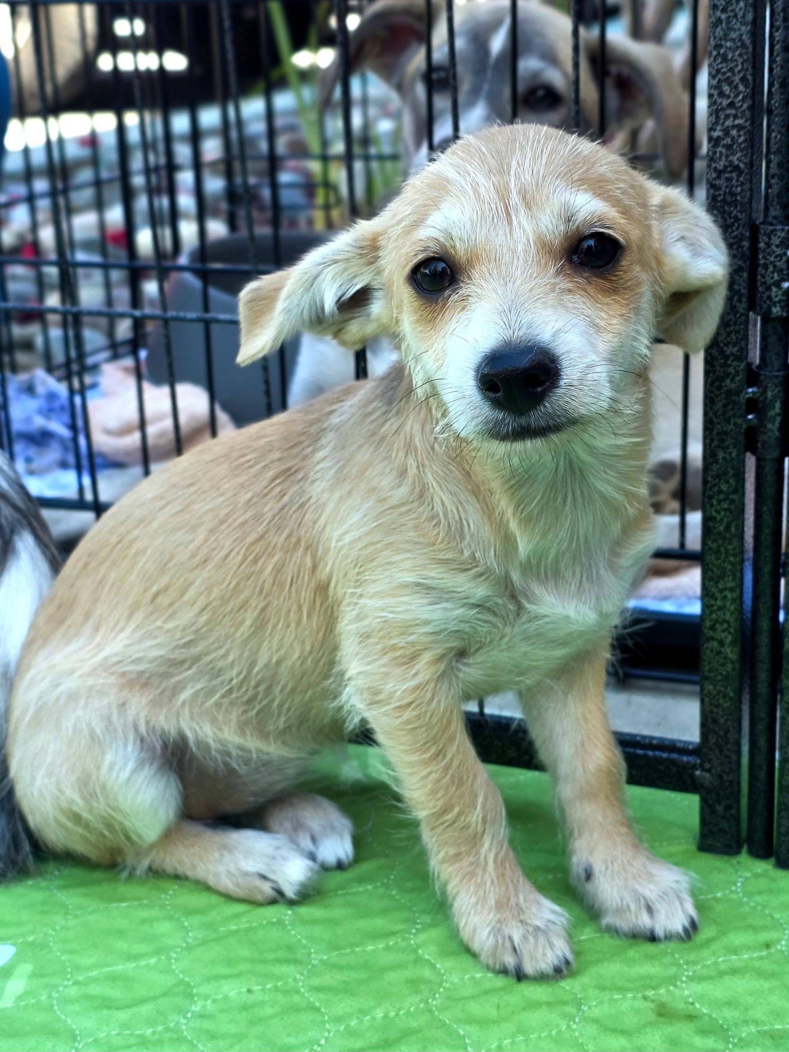 Lucy, adopted, Puppy Female Terrier.