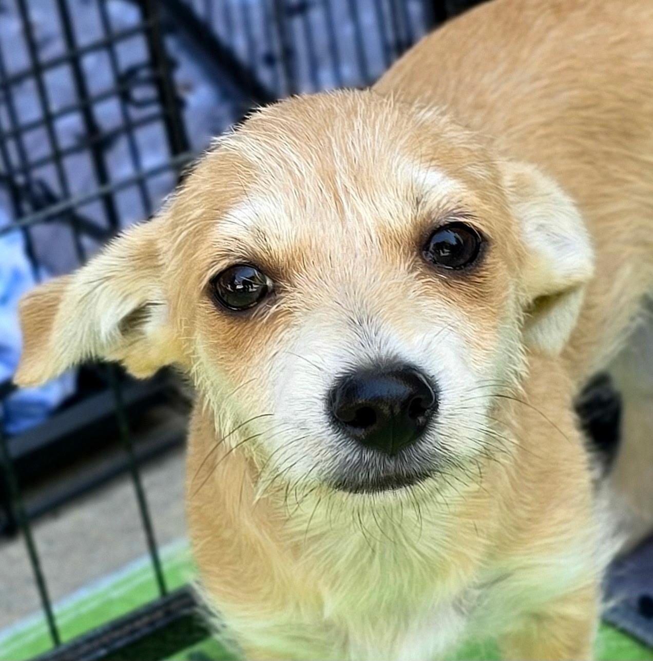 Lucy, an adopted mixed breed in Penryn, CA image 4/4