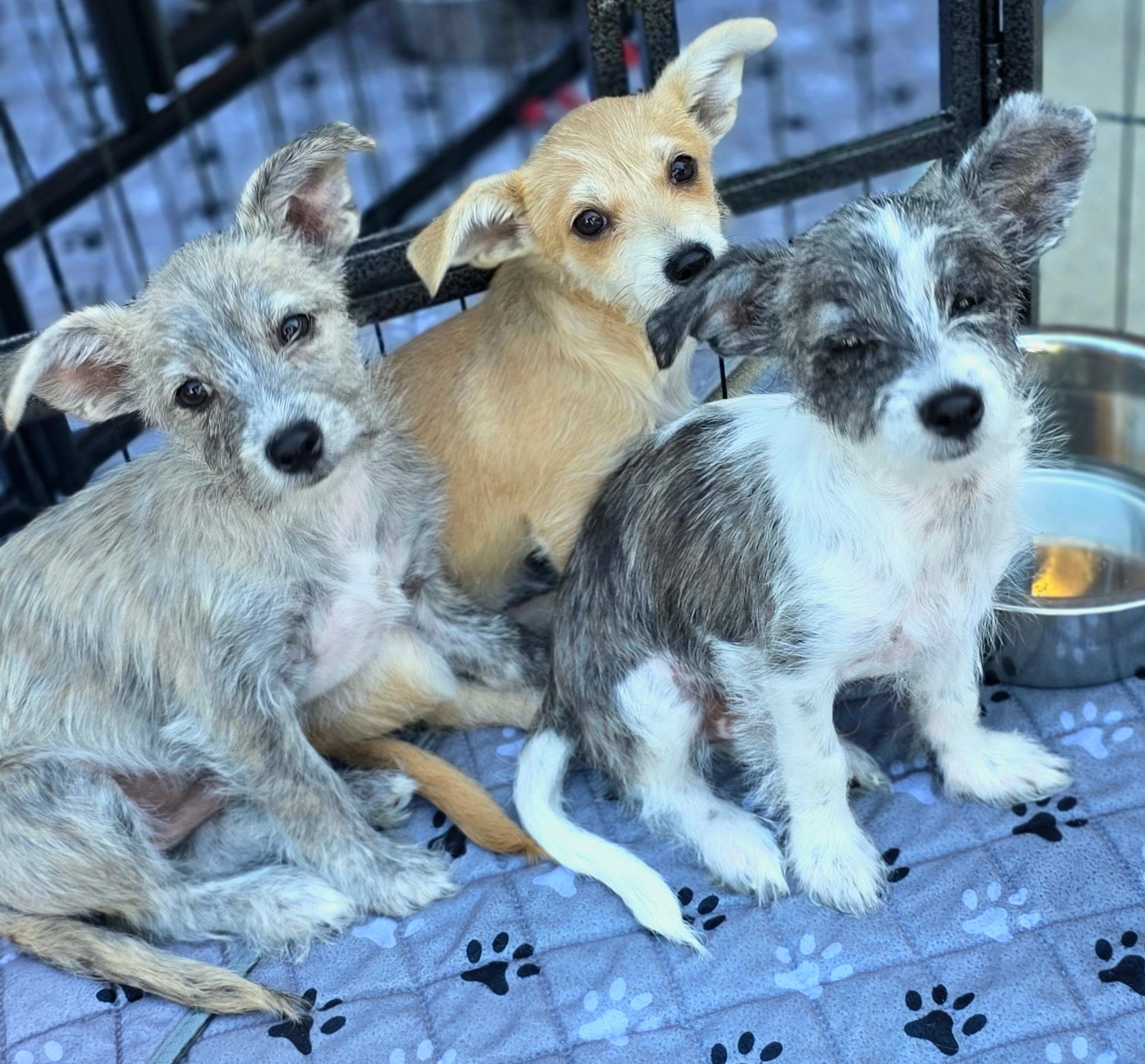 Lucy, an adopted mixed breed in Penryn, CA image 3/4
