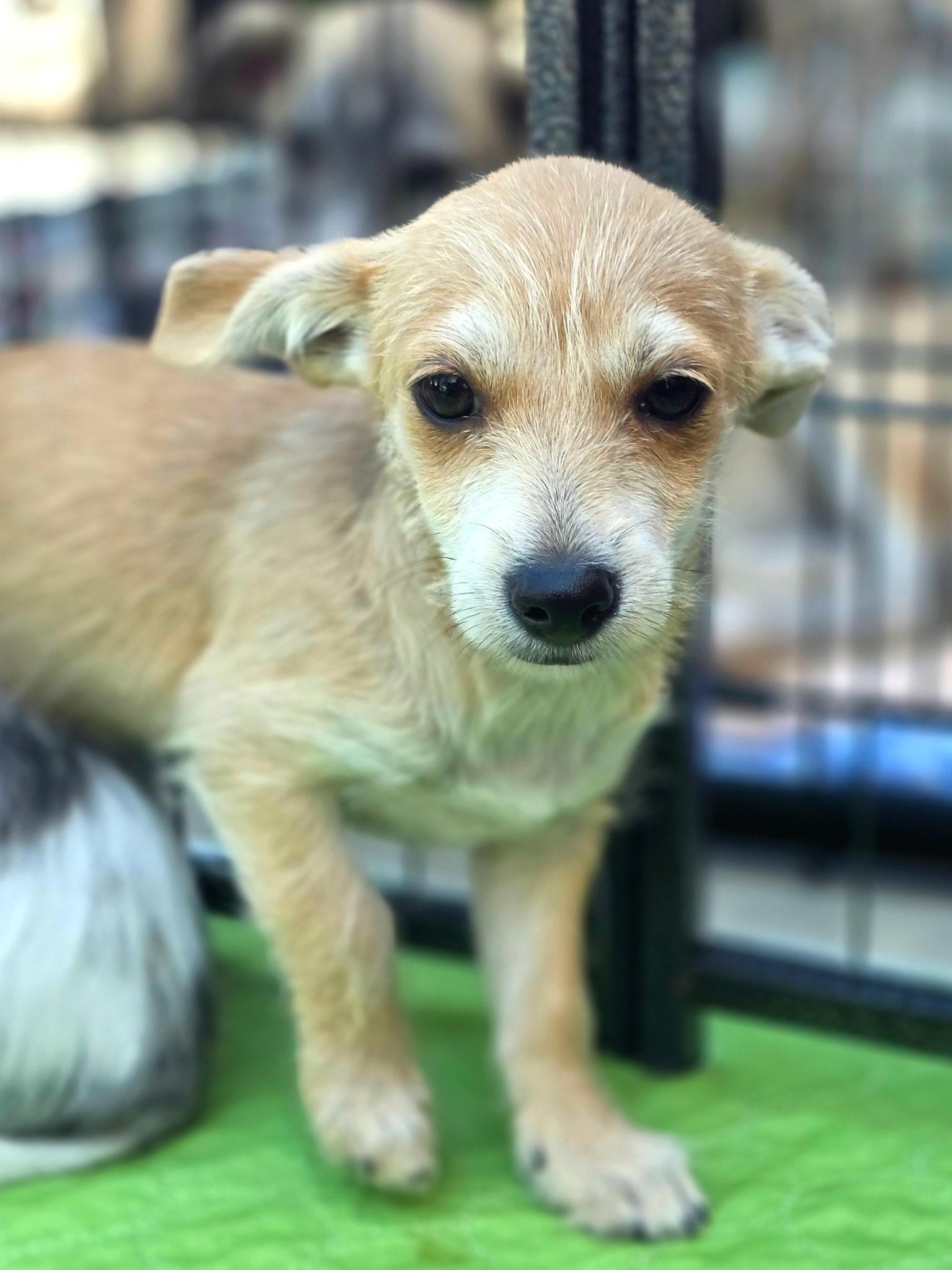 Lucy, an adopted mixed breed in Penryn, CA image 2/4