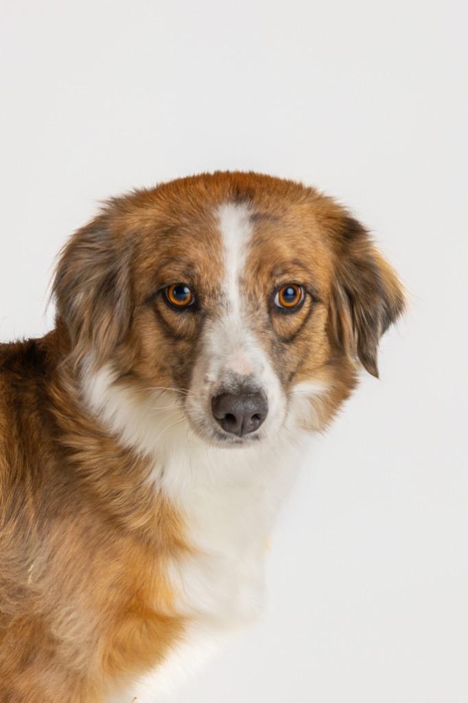 Enlarge Petula Clark, a Adoptable mixed breed in Tyler, TX image 5/5