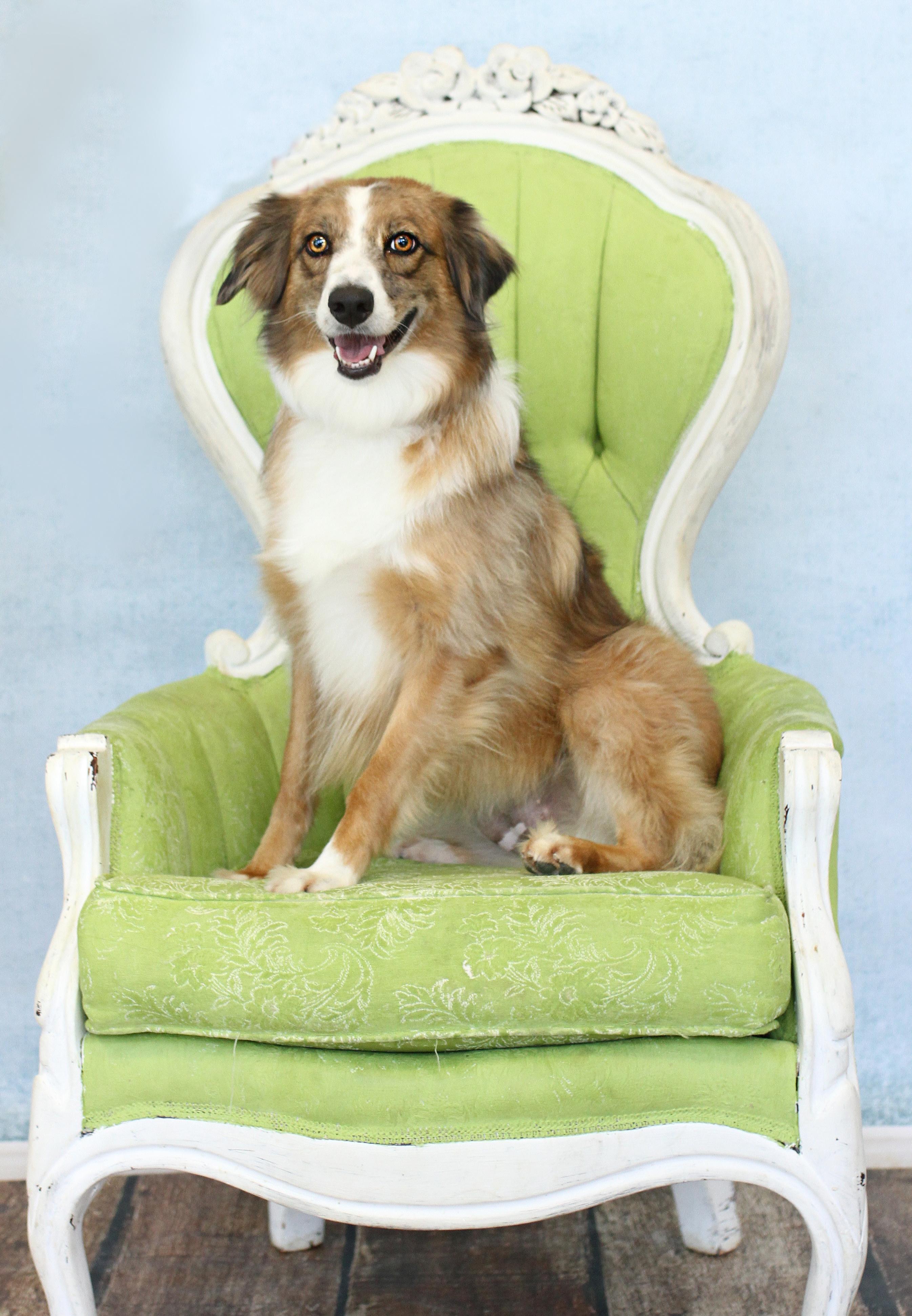 Petula Clark, Adoptable, Adult Female Australian Shepherd.