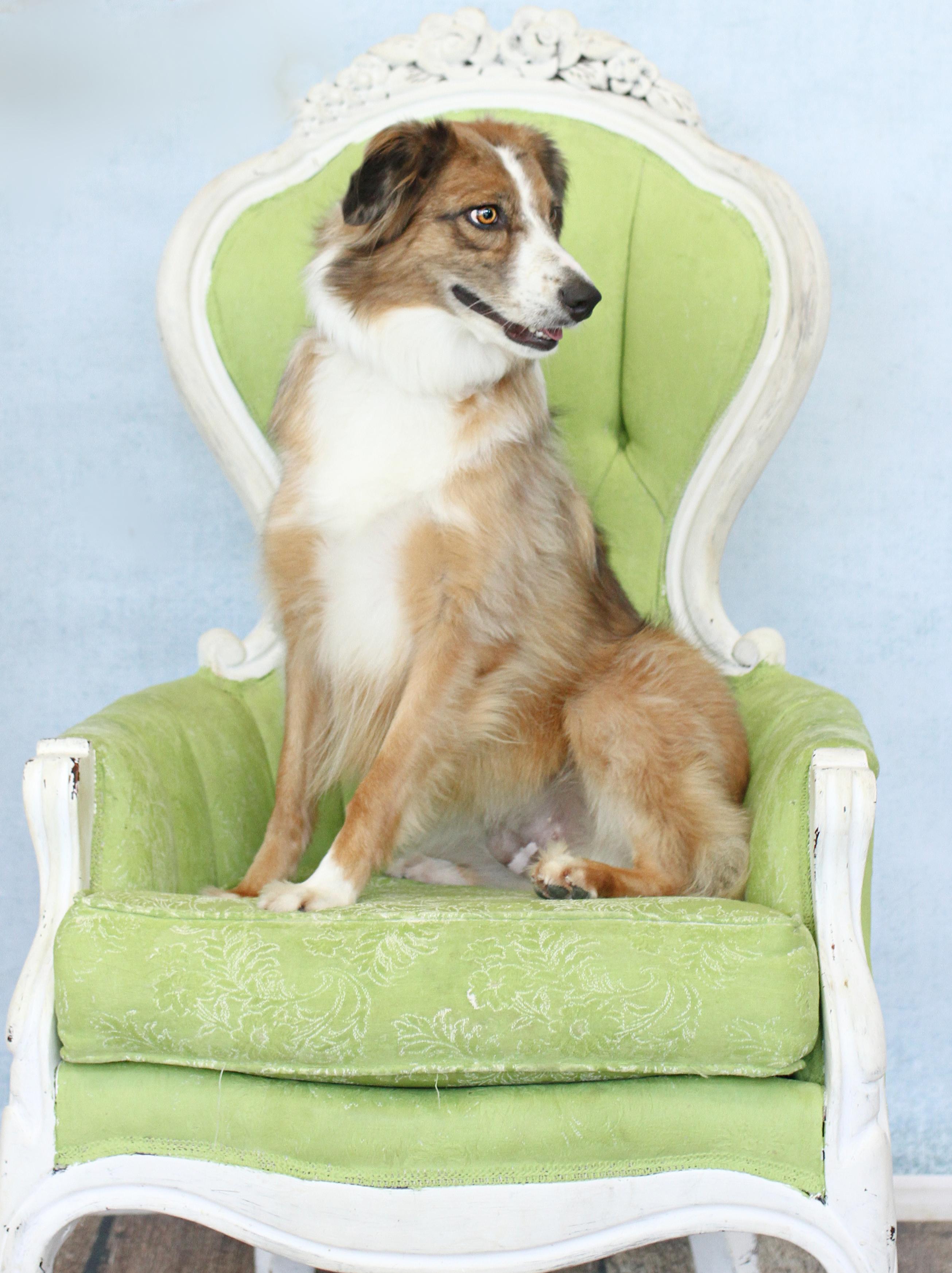 Enlarge Petula Clark, a Adoptable mixed breed in Tyler, TX image 2/6