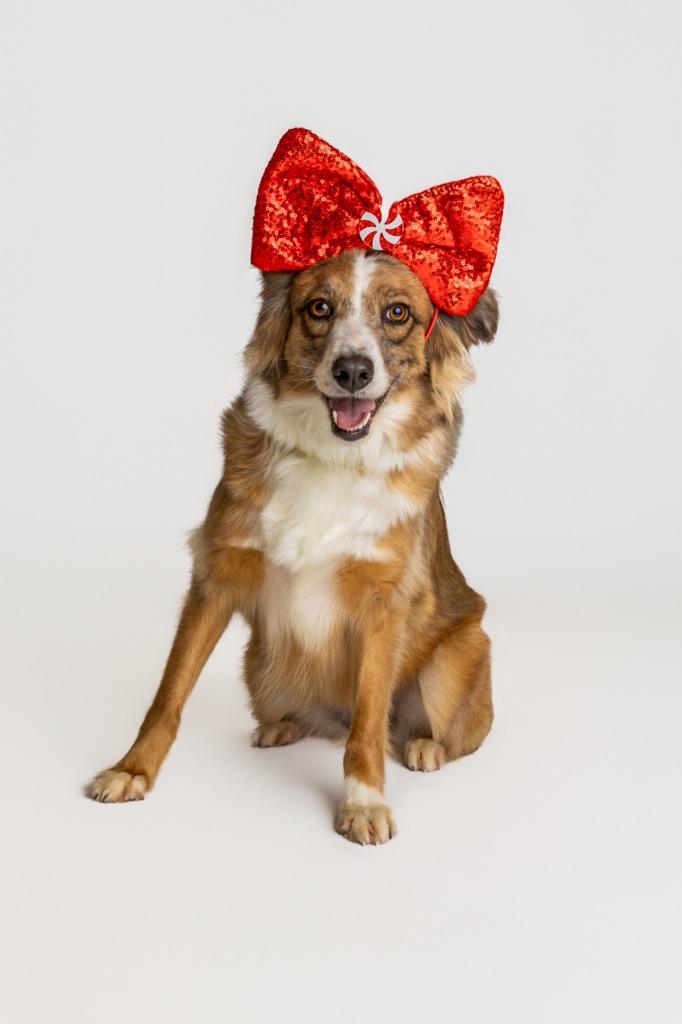 Enlarge Petula Clark, a Adoptable mixed breed in Tyler, TX image 2/5