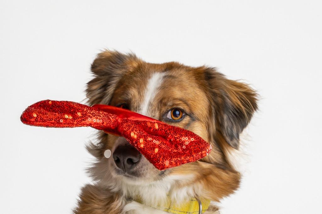 Enlarge Petula Clark, a Adoptable mixed breed in Tyler, TX image 3/5