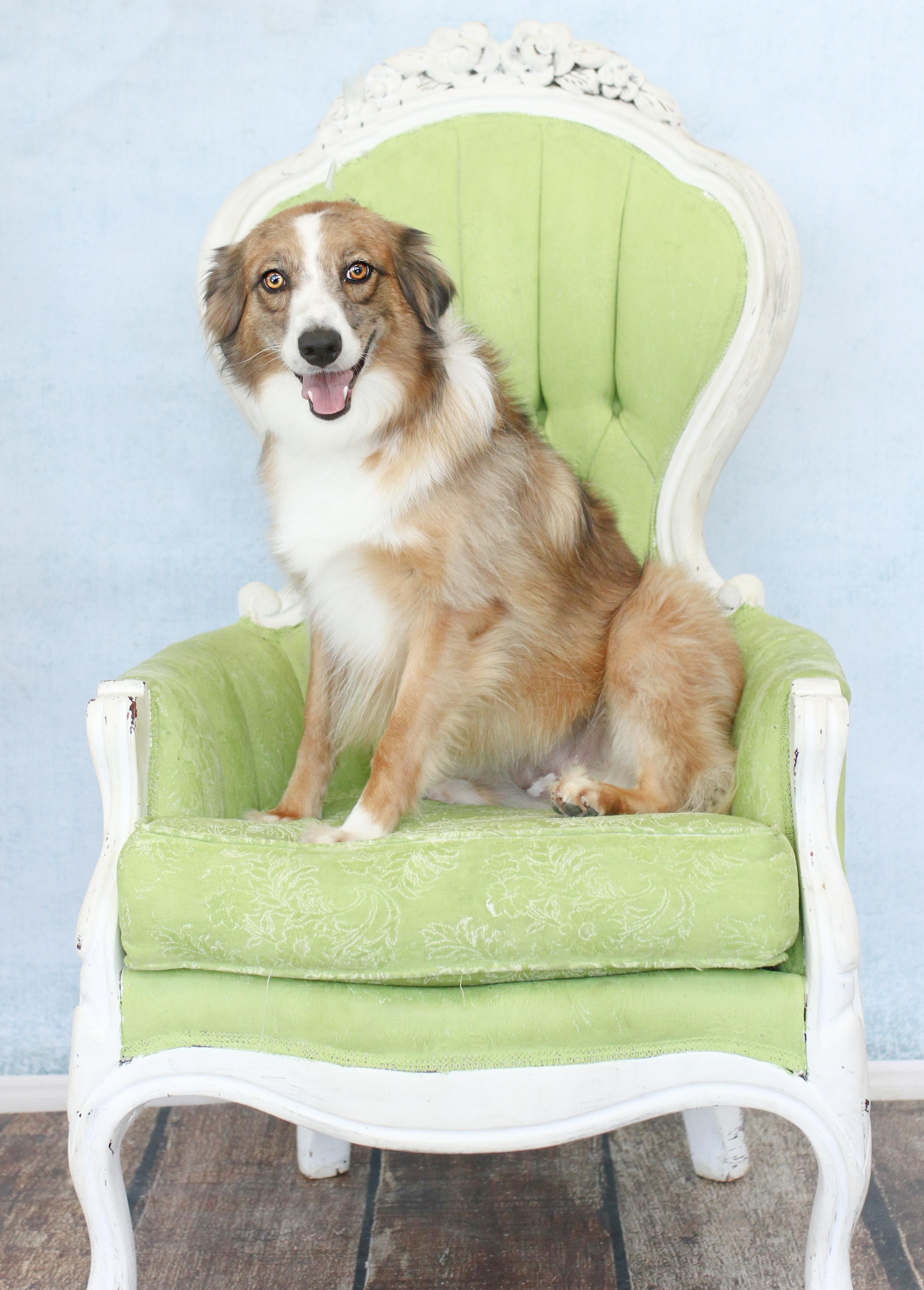 Enlarge Petula Clark, a Adoptable mixed breed in Tyler, TX image 3/6