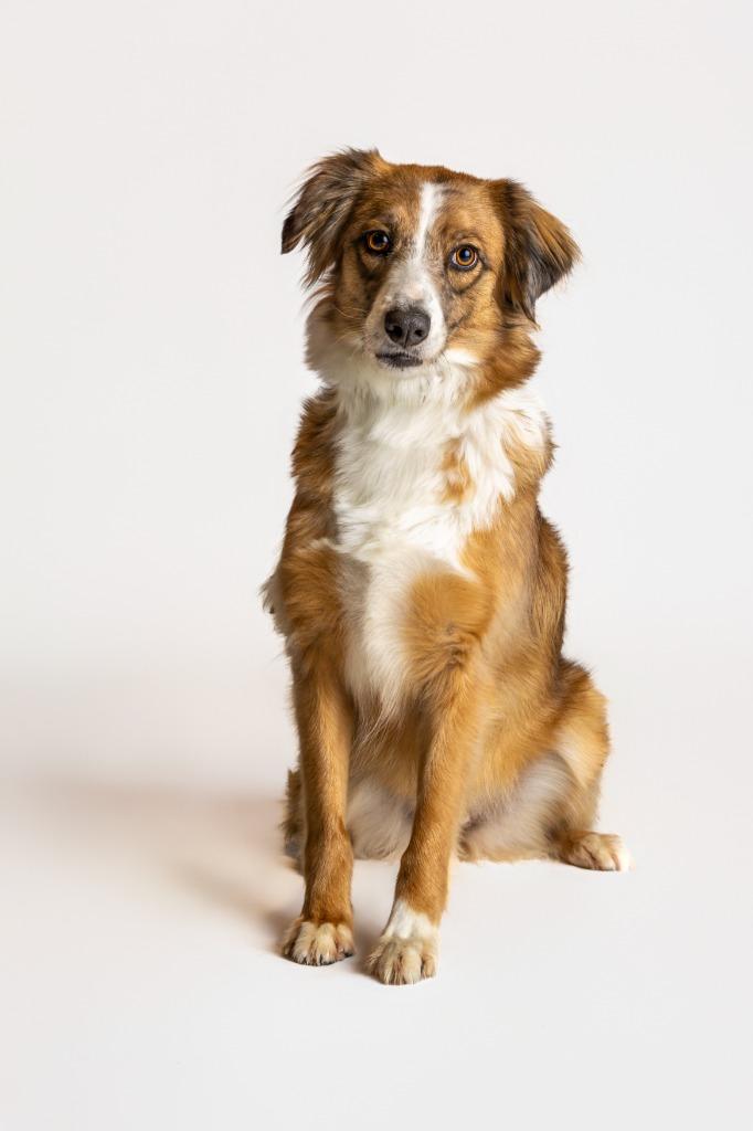 Enlarge Petula Clark, a Adoptable mixed breed in Tyler, TX image 4/5