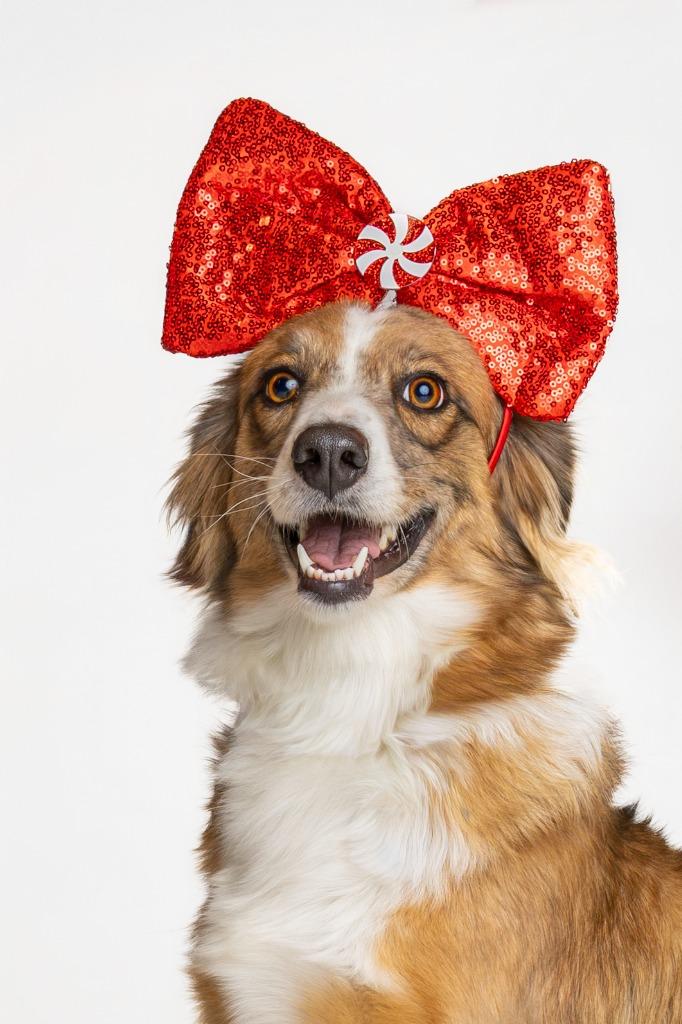 Petula Clark, Adoptable, Adult Female Australian Shepherd.