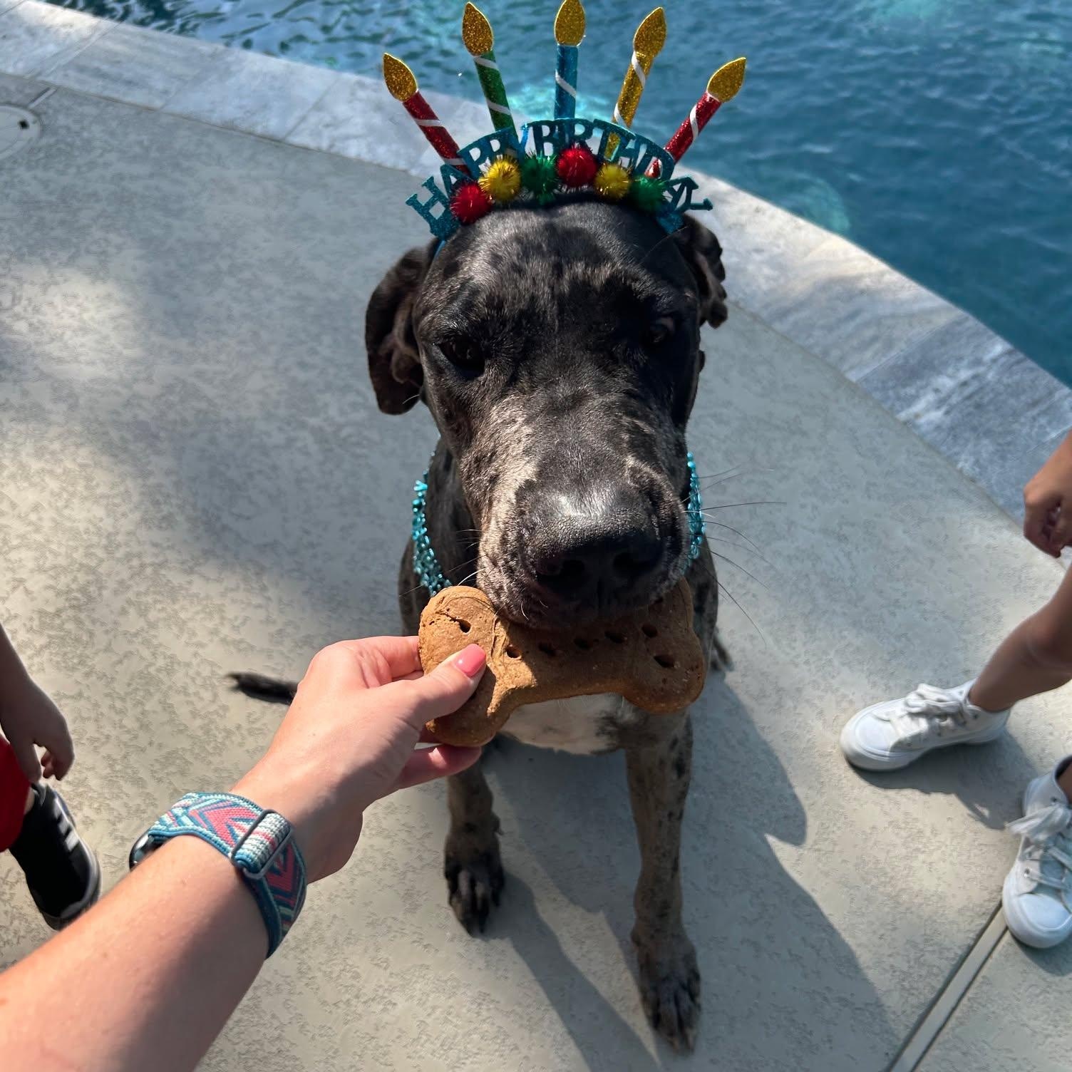 Enlarge Bo, a Adopted Great Dane in Houston, TX image 2/4