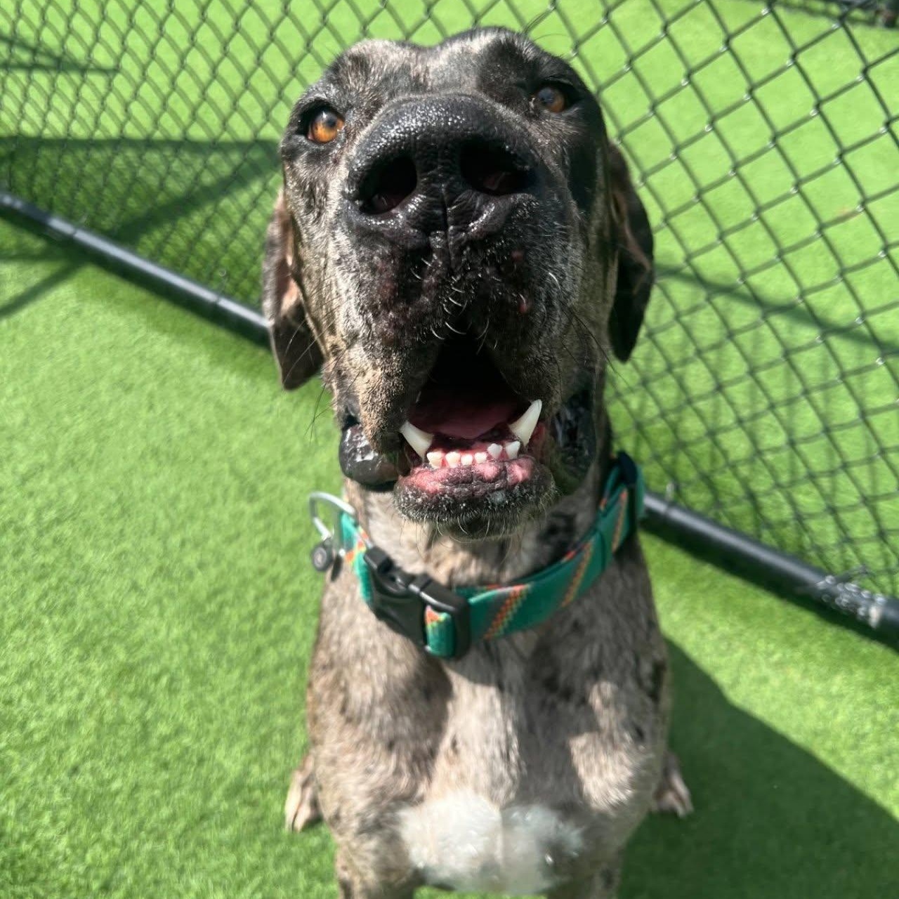 Enlarge Bo, a Adopted Great Dane in Houston, TX image 1/4